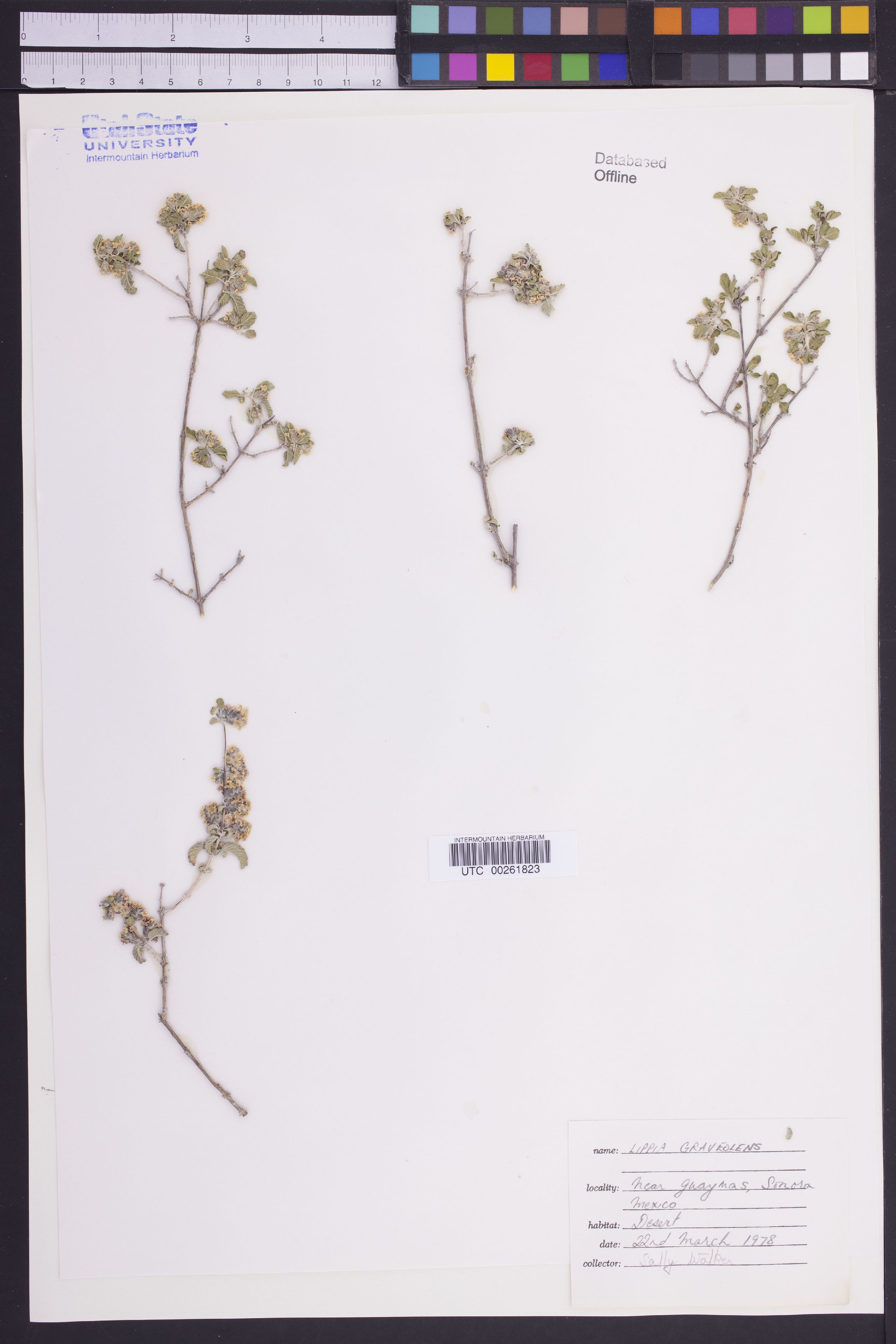 Lippia graveolens - 63