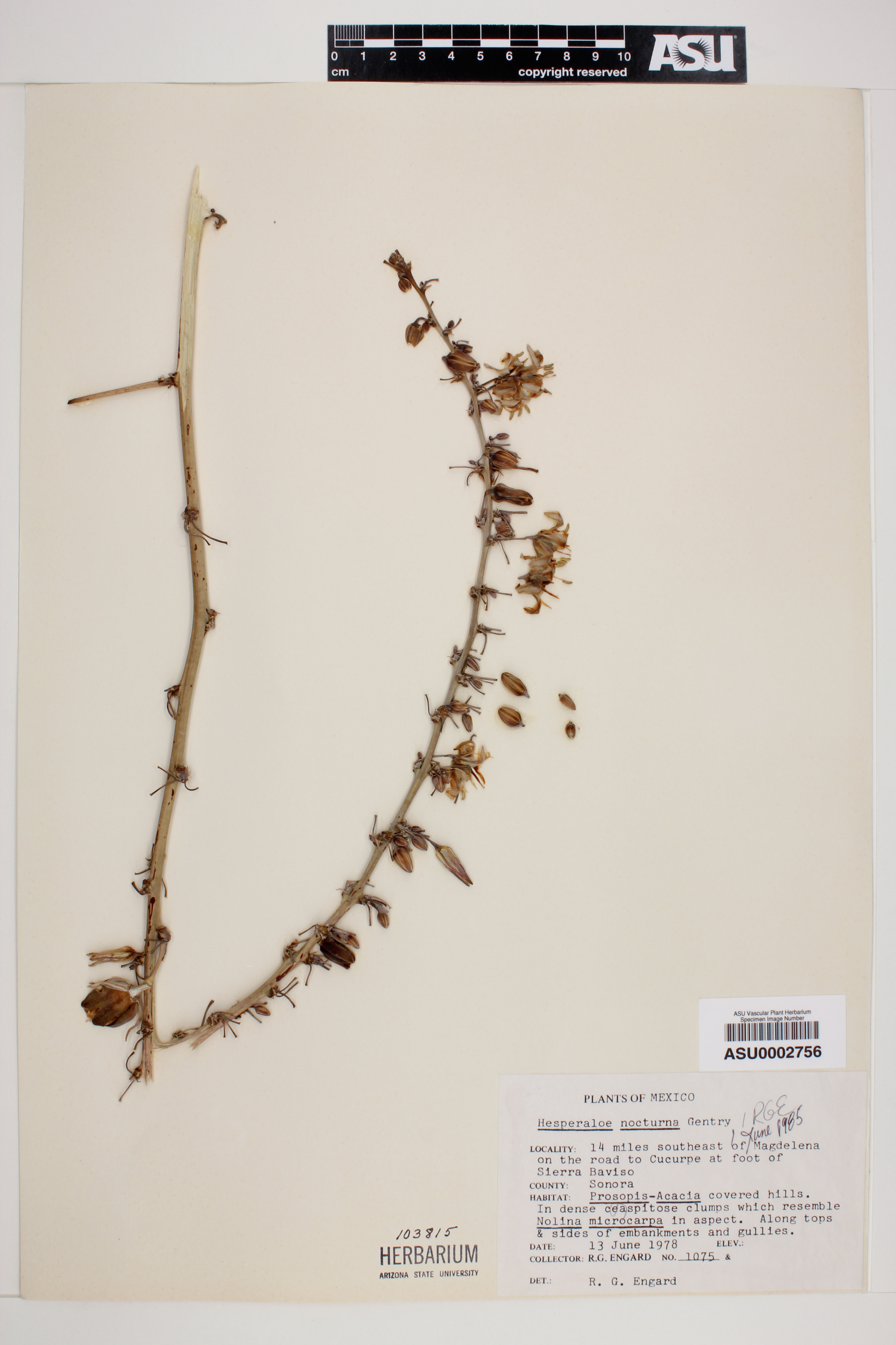 Hesperaloe nocturna - 23