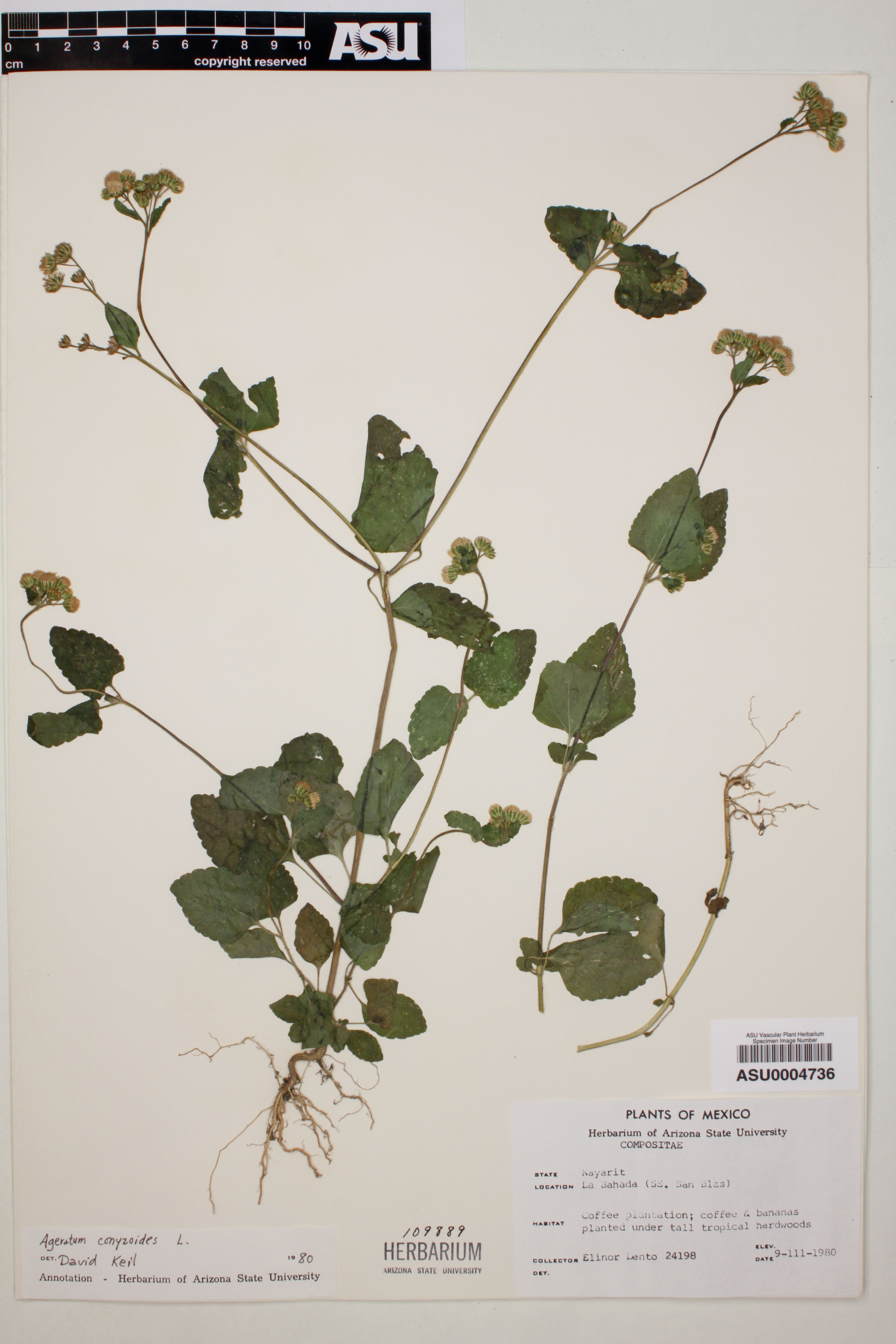 Ageratum conyzoides - 79