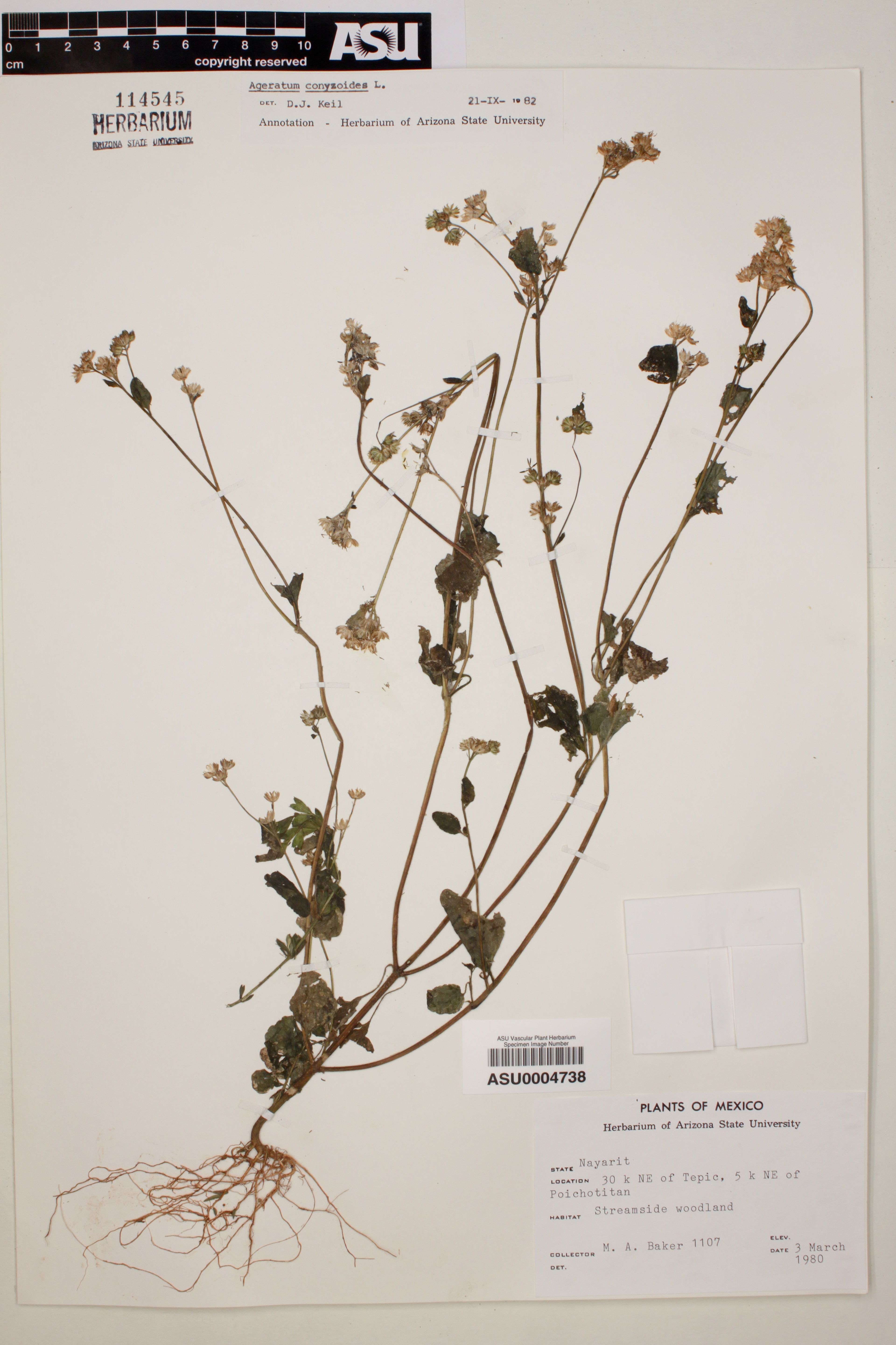 Ageratum conyzoides - 99
