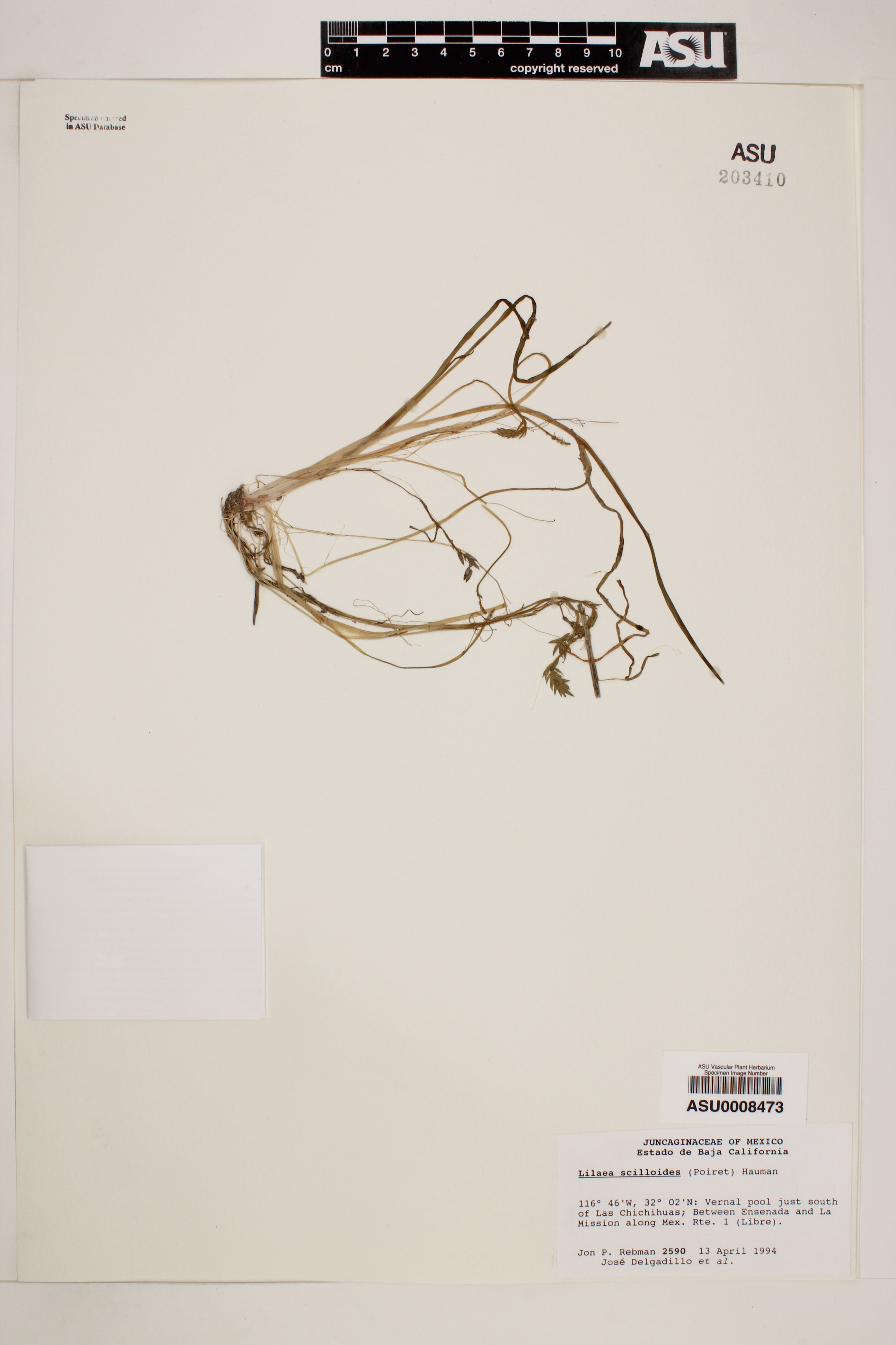 Lilaea scilloides - 11