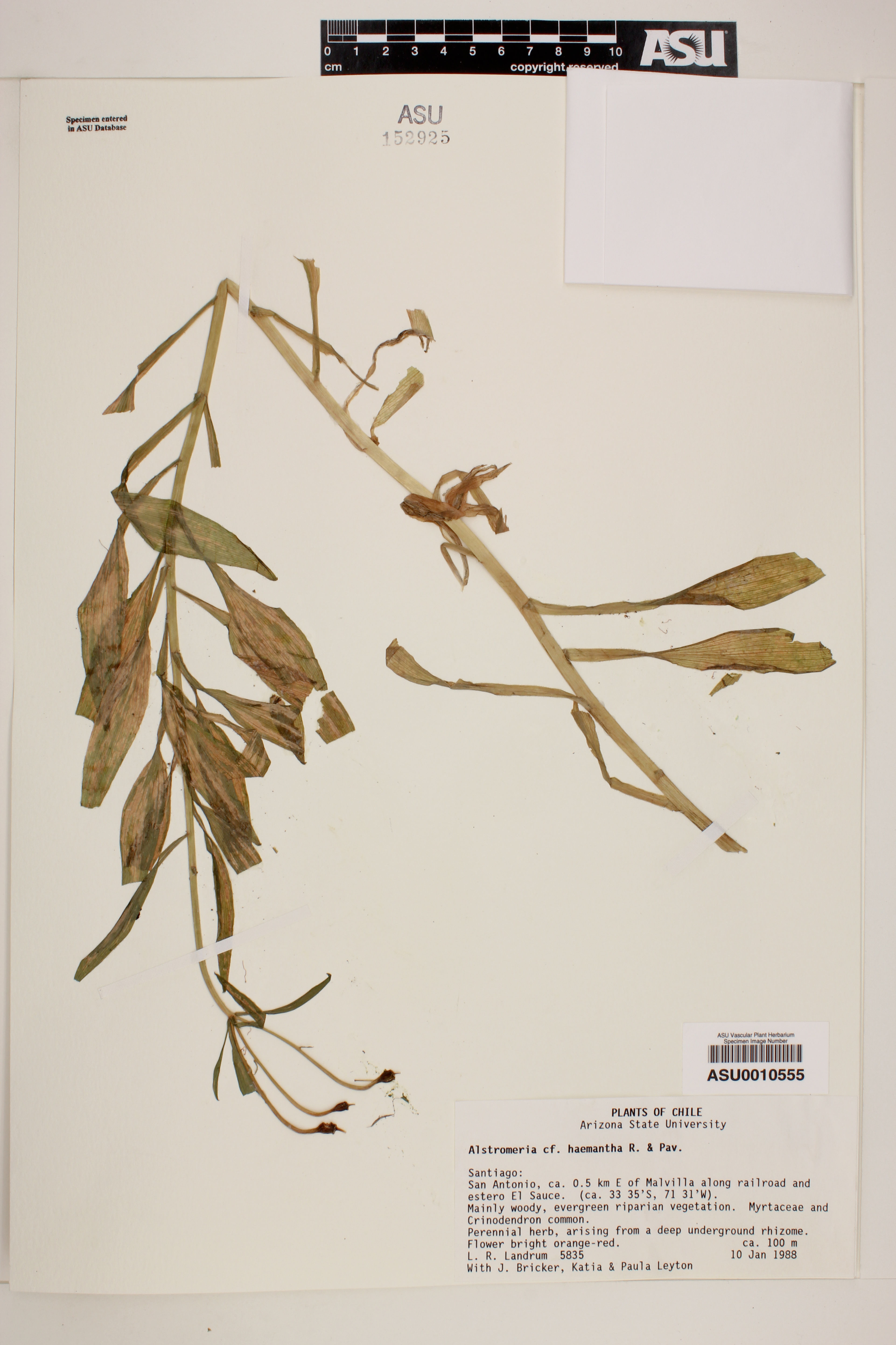 Alstroemeria haemantha - 30
