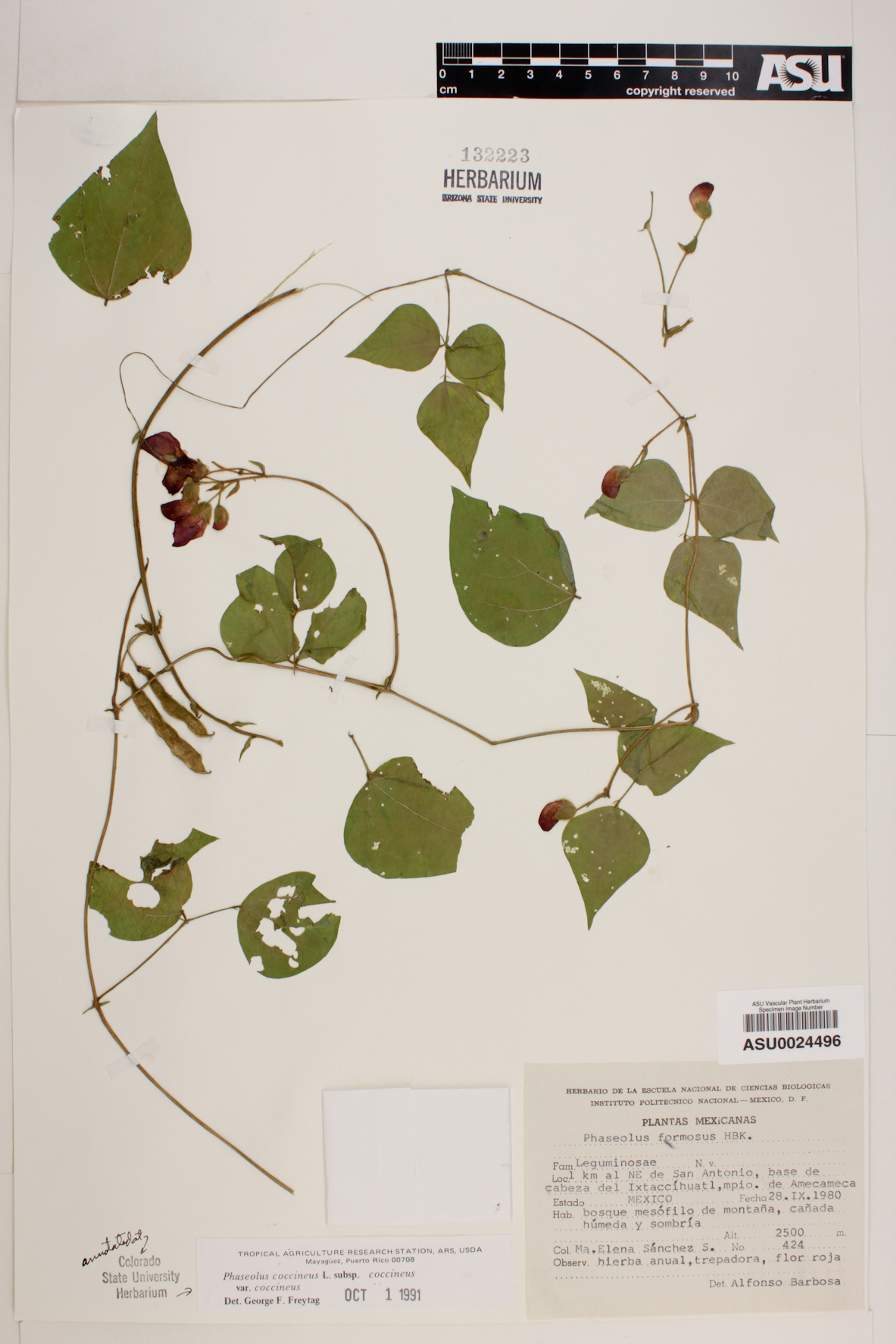Phaseolus coccineus - 5