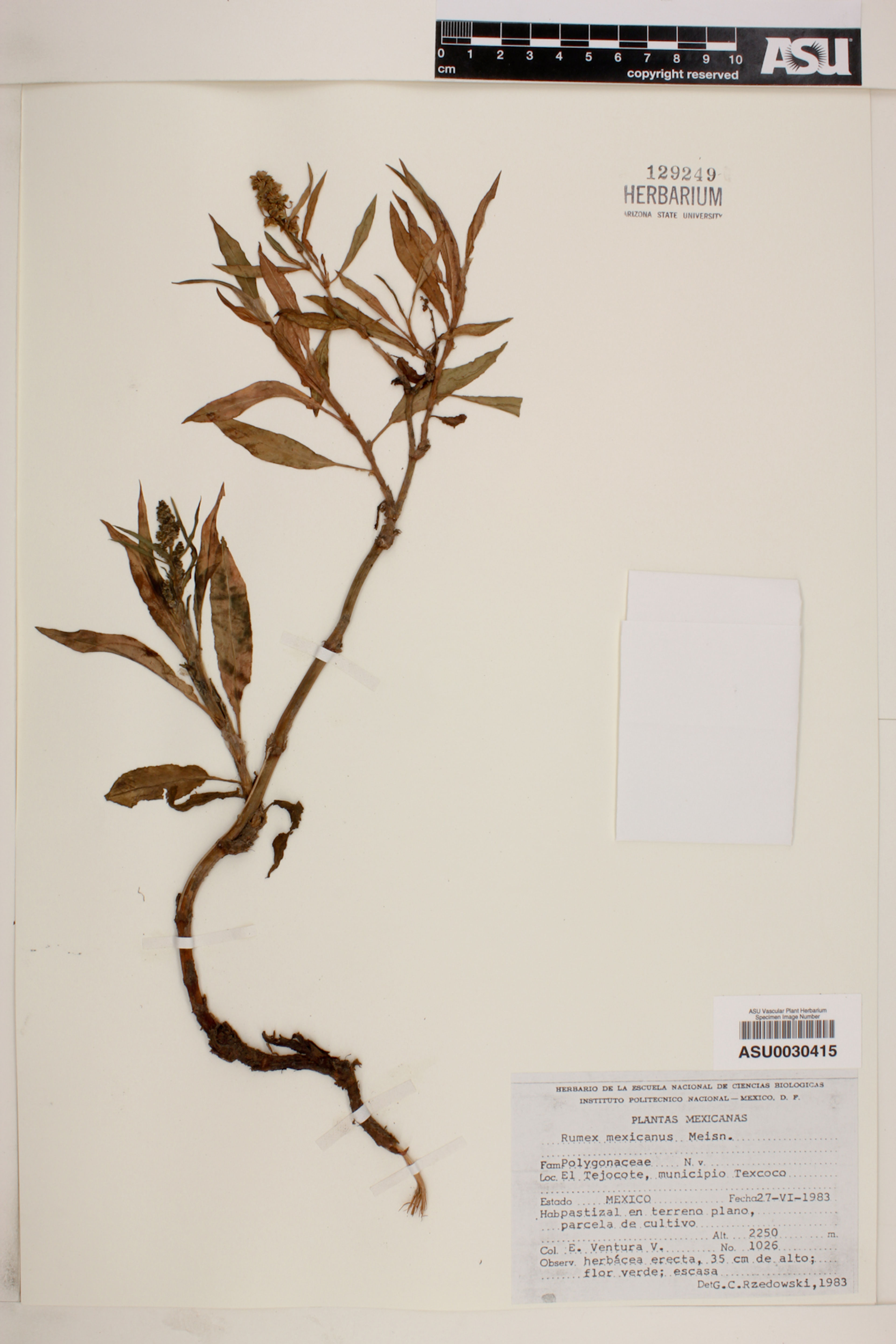 Rumex mexicanus - 51