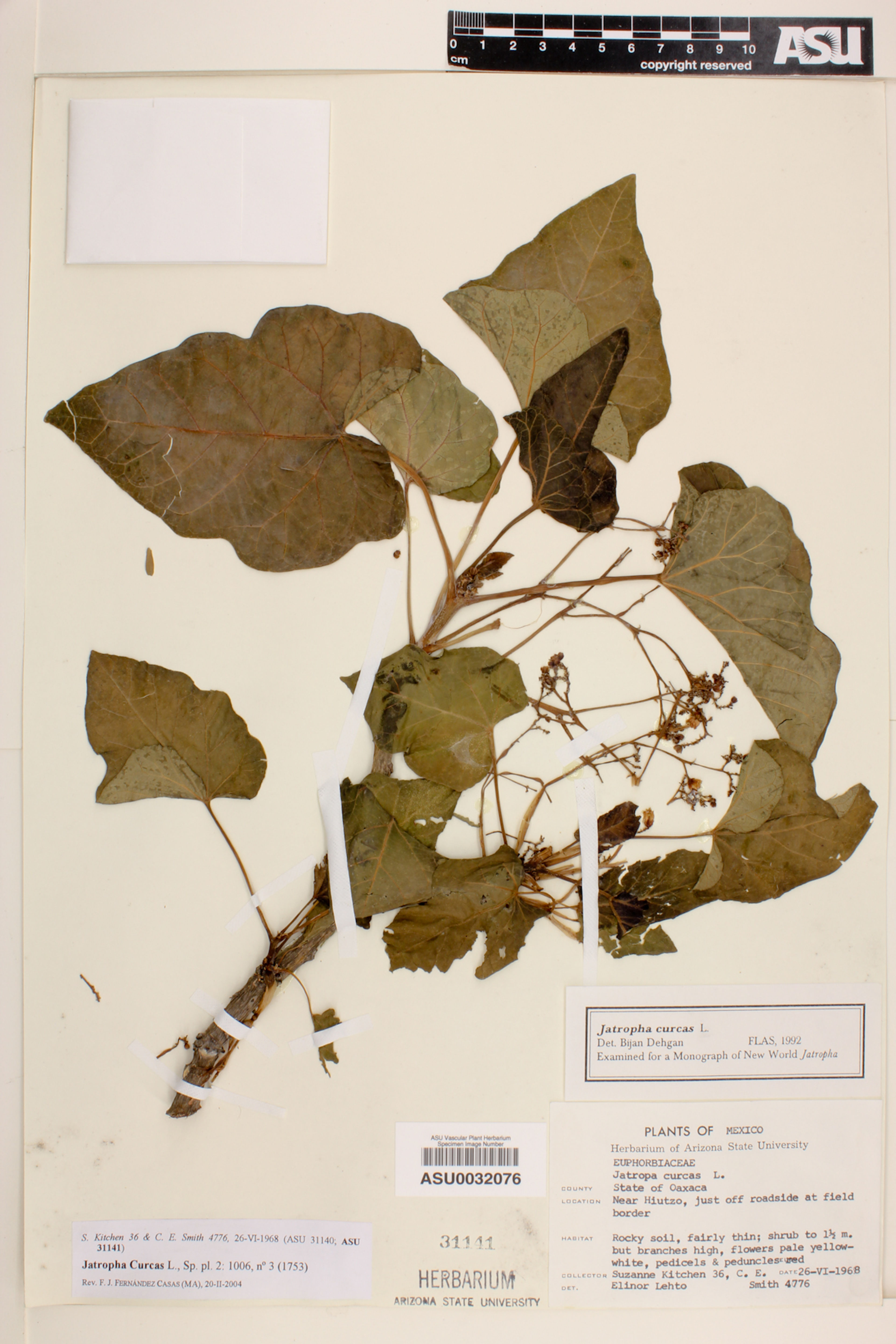 Jatropha curcas - 77