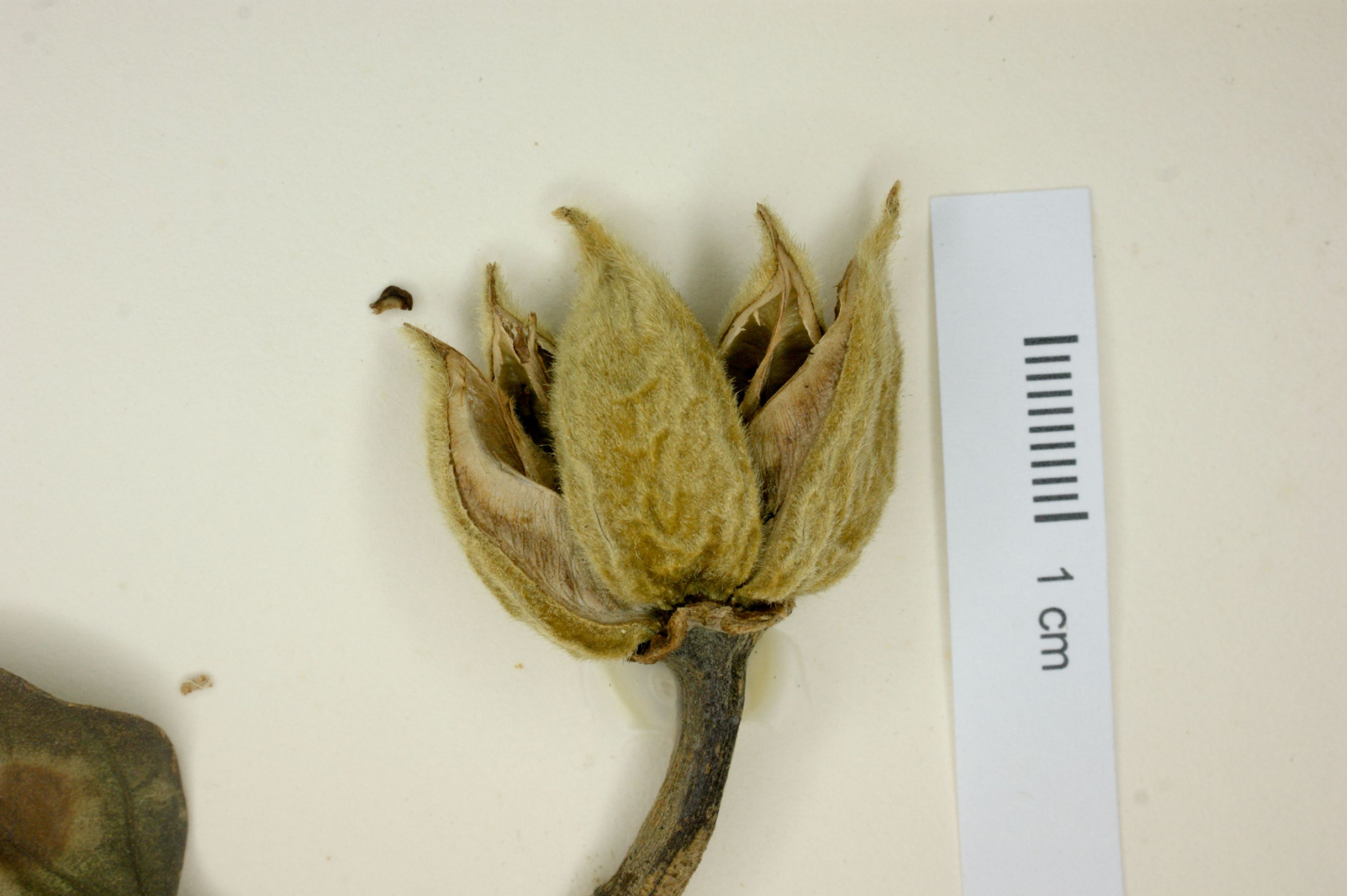 Talipariti elatum - 1