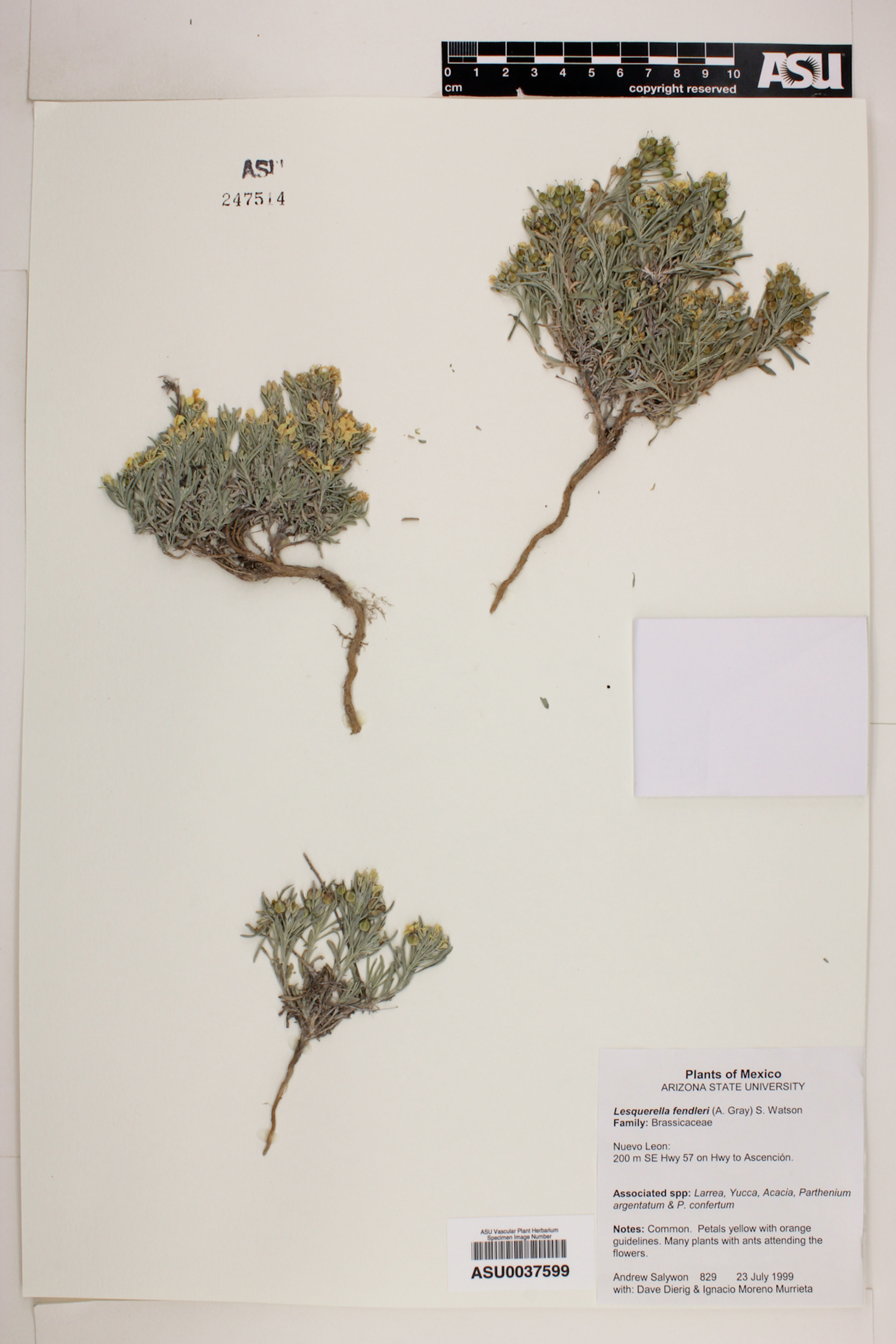 Lesquerella fendleri - 32