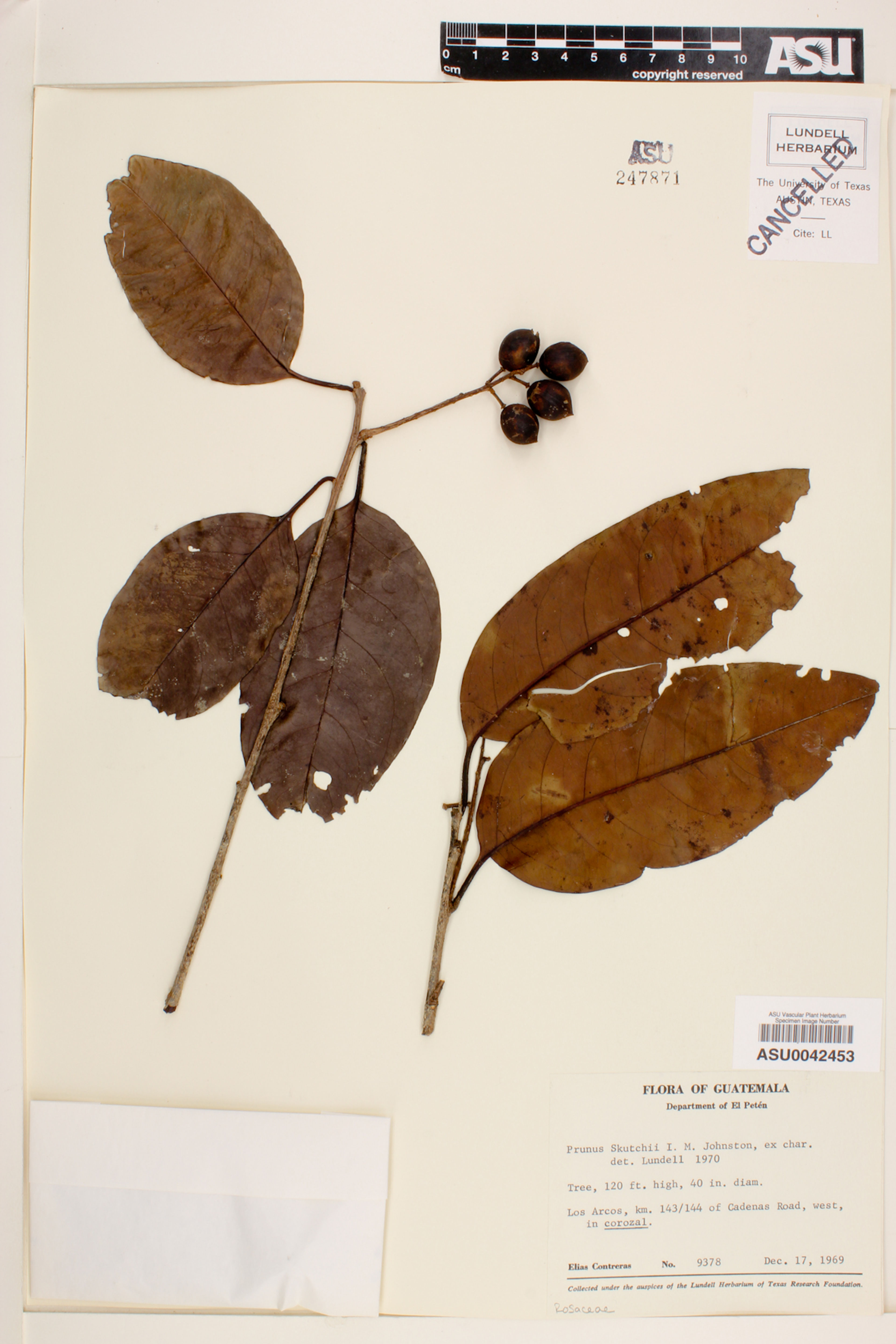 Prunus cortapico - 36
