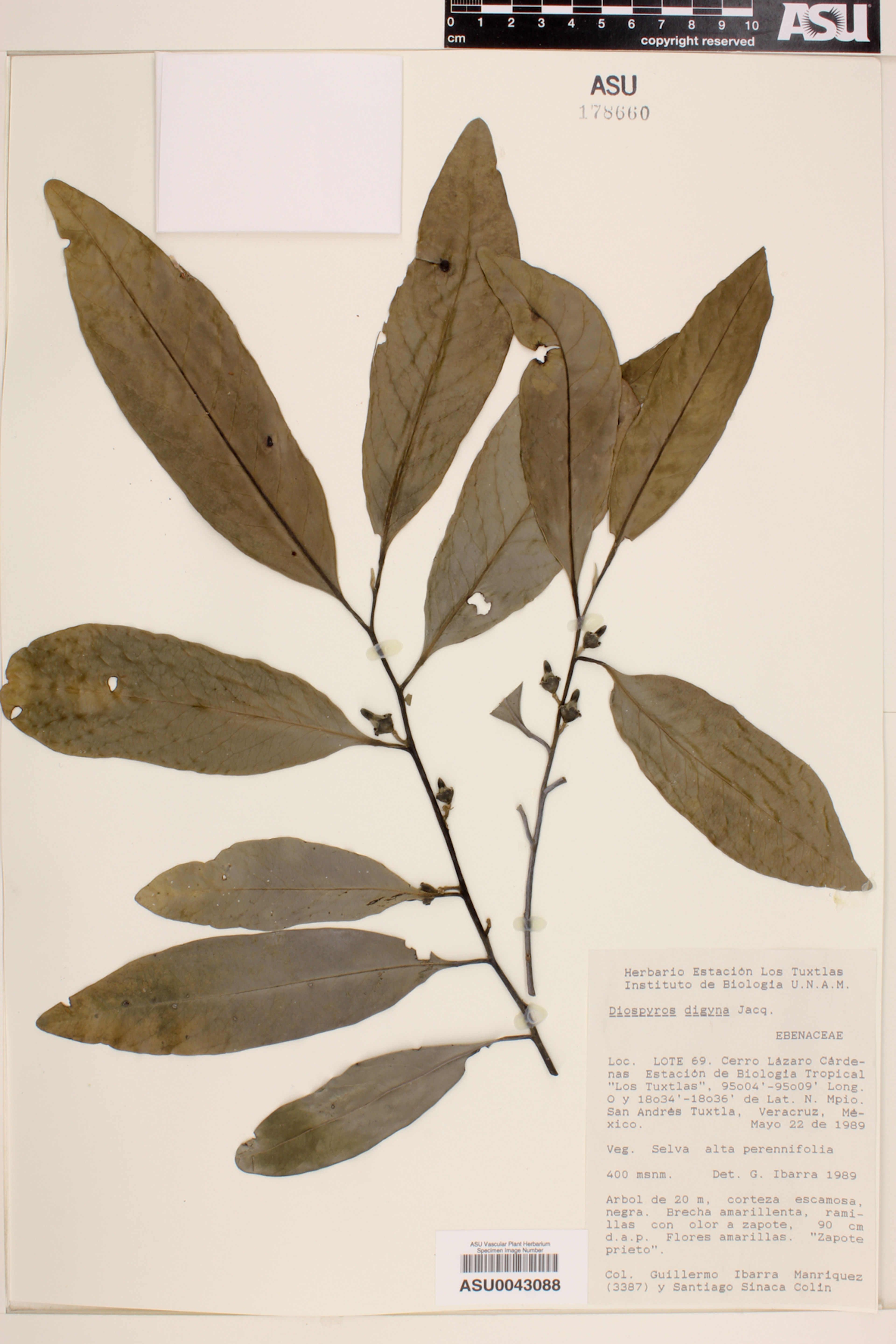 Diospyros digyna - 29