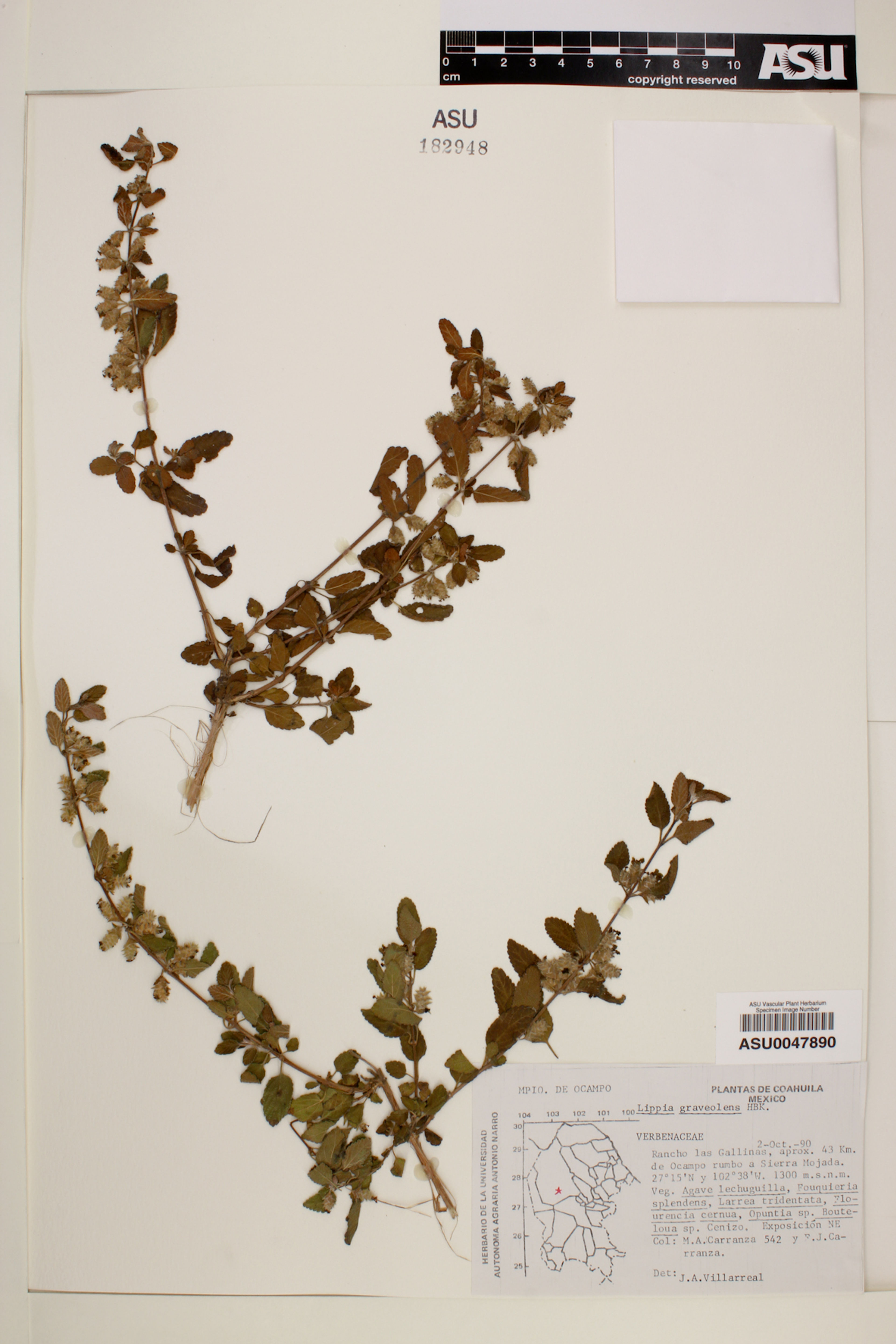 Lippia graveolens - 42