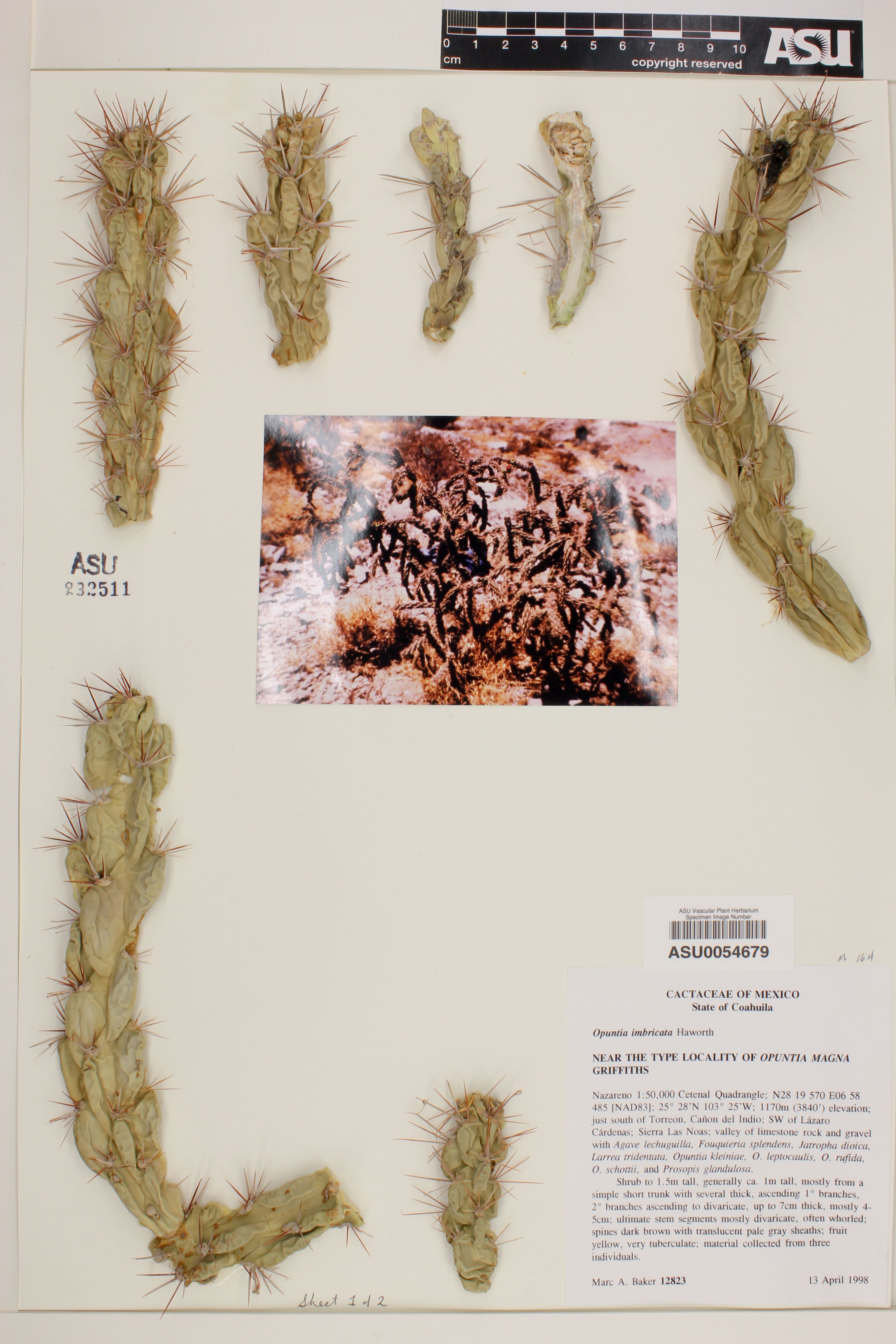 Opuntia imbricata - 89
