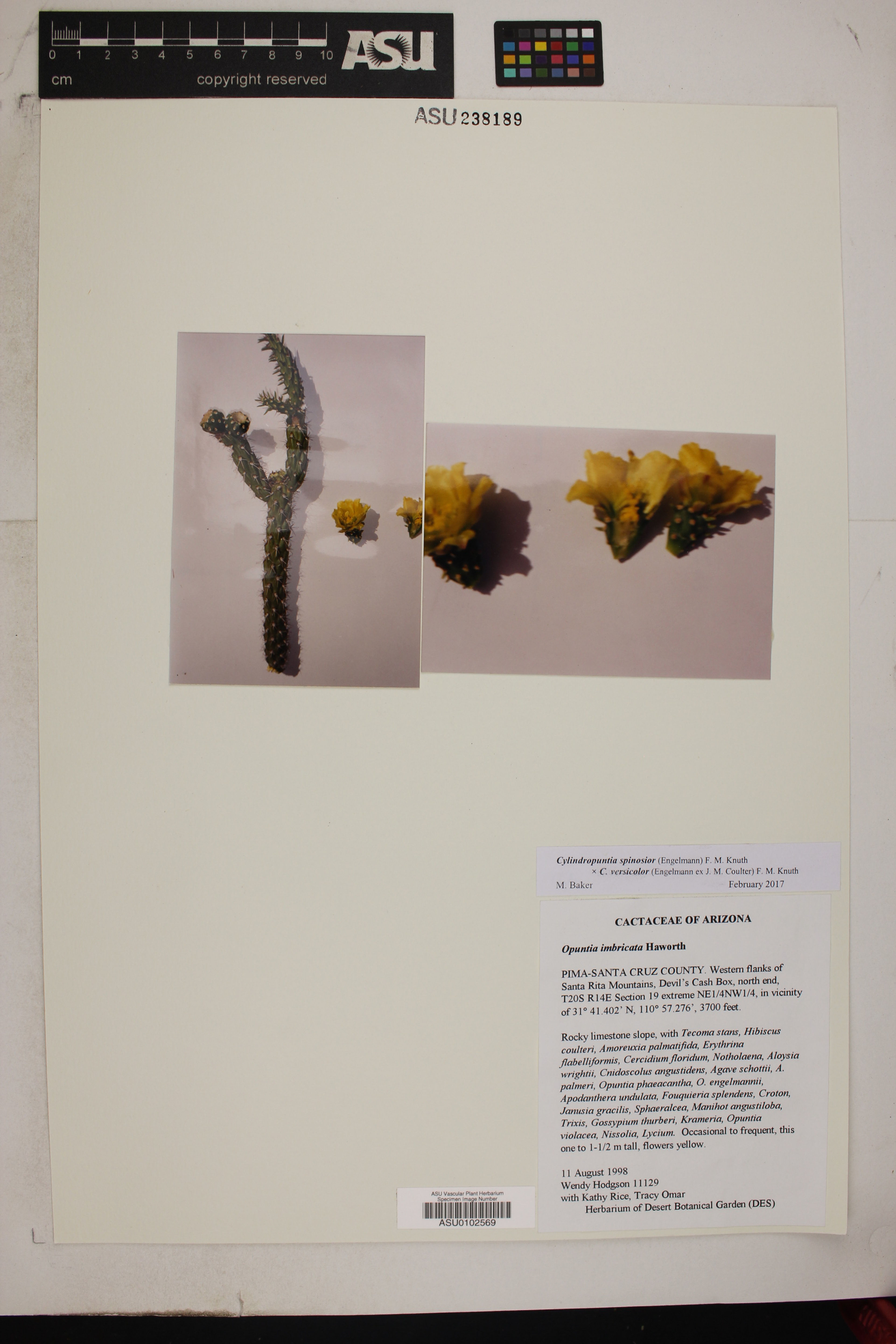 Opuntia imbricata - 75