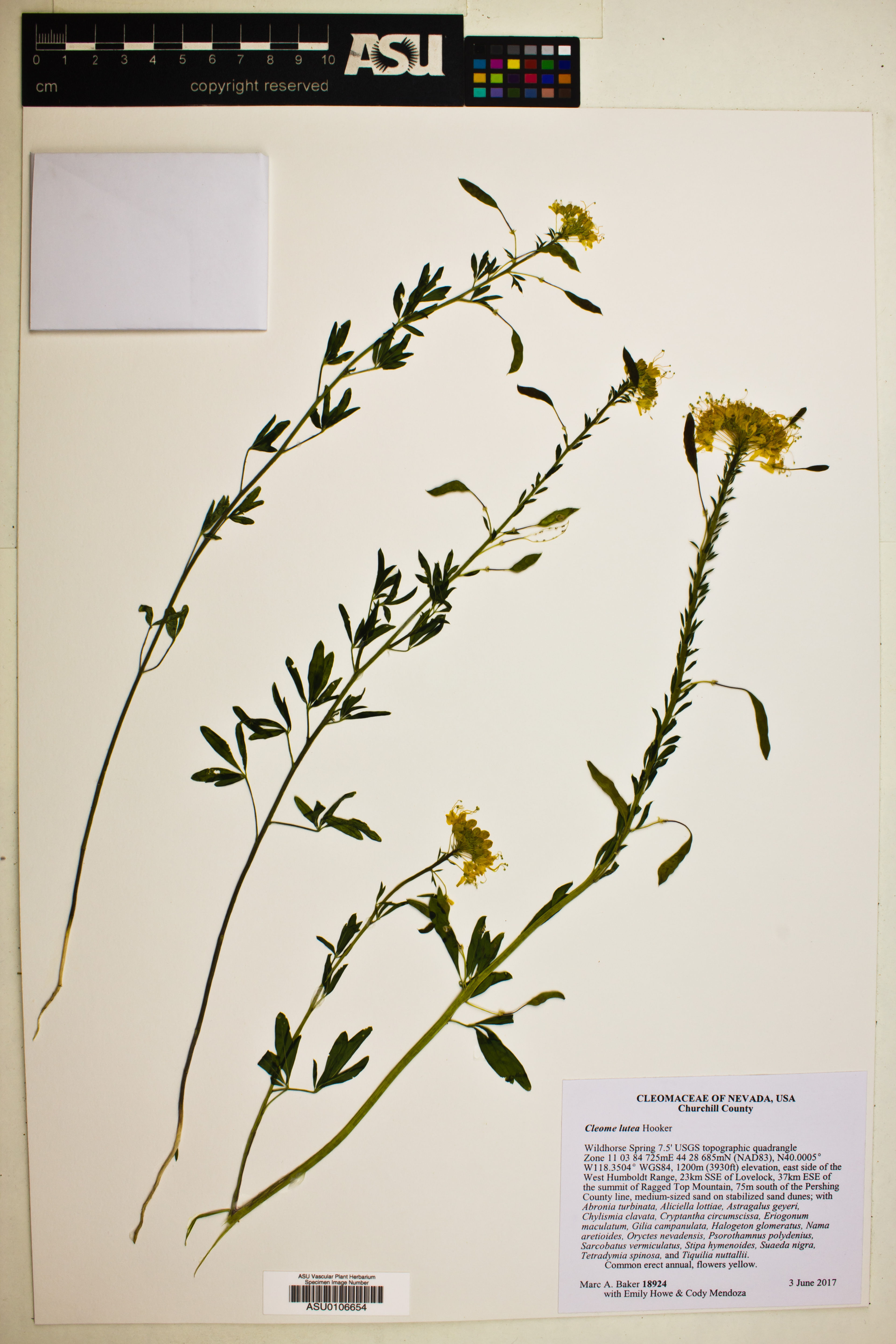 Cleome lutea - 86