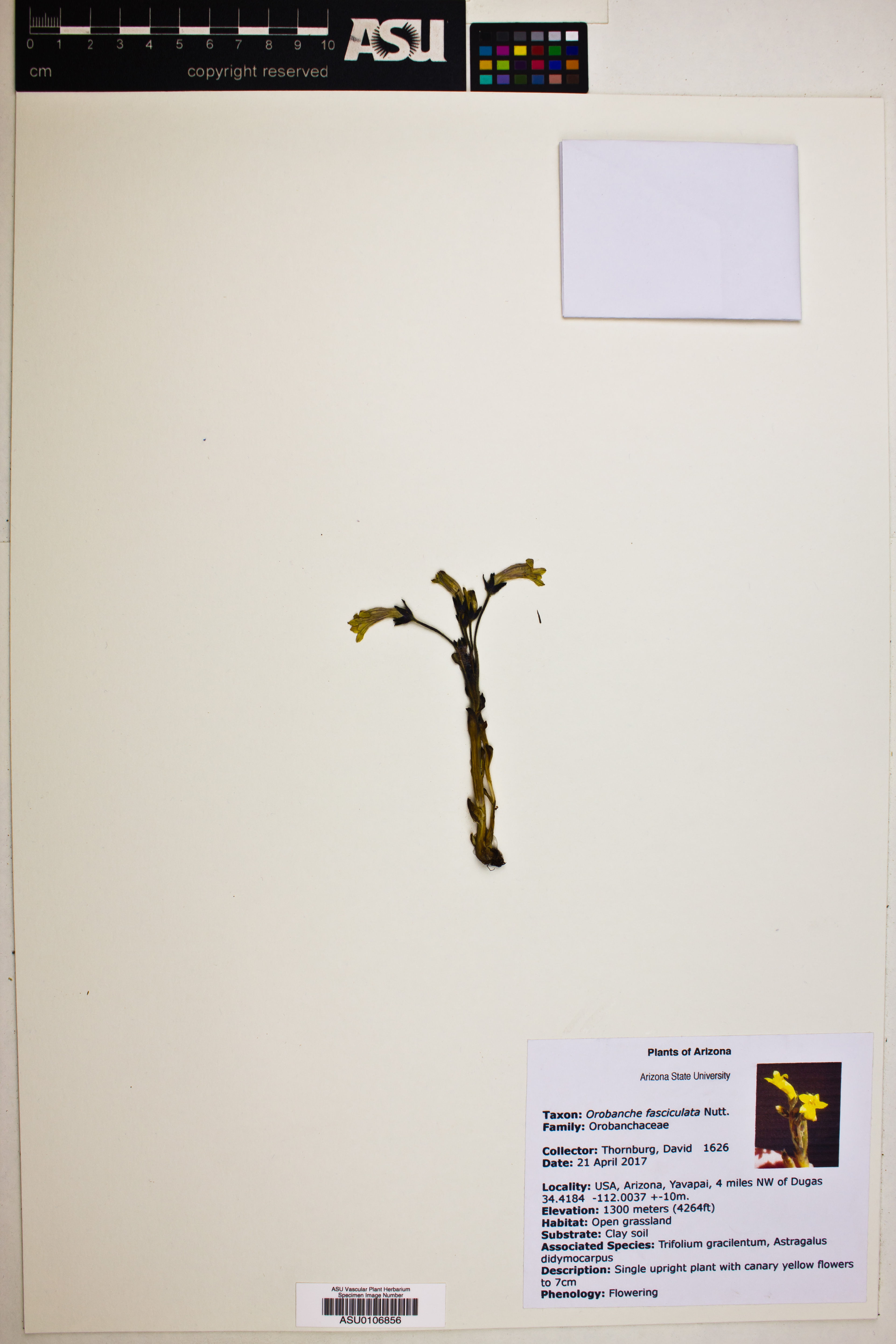 Orobanche fasciculata - 31