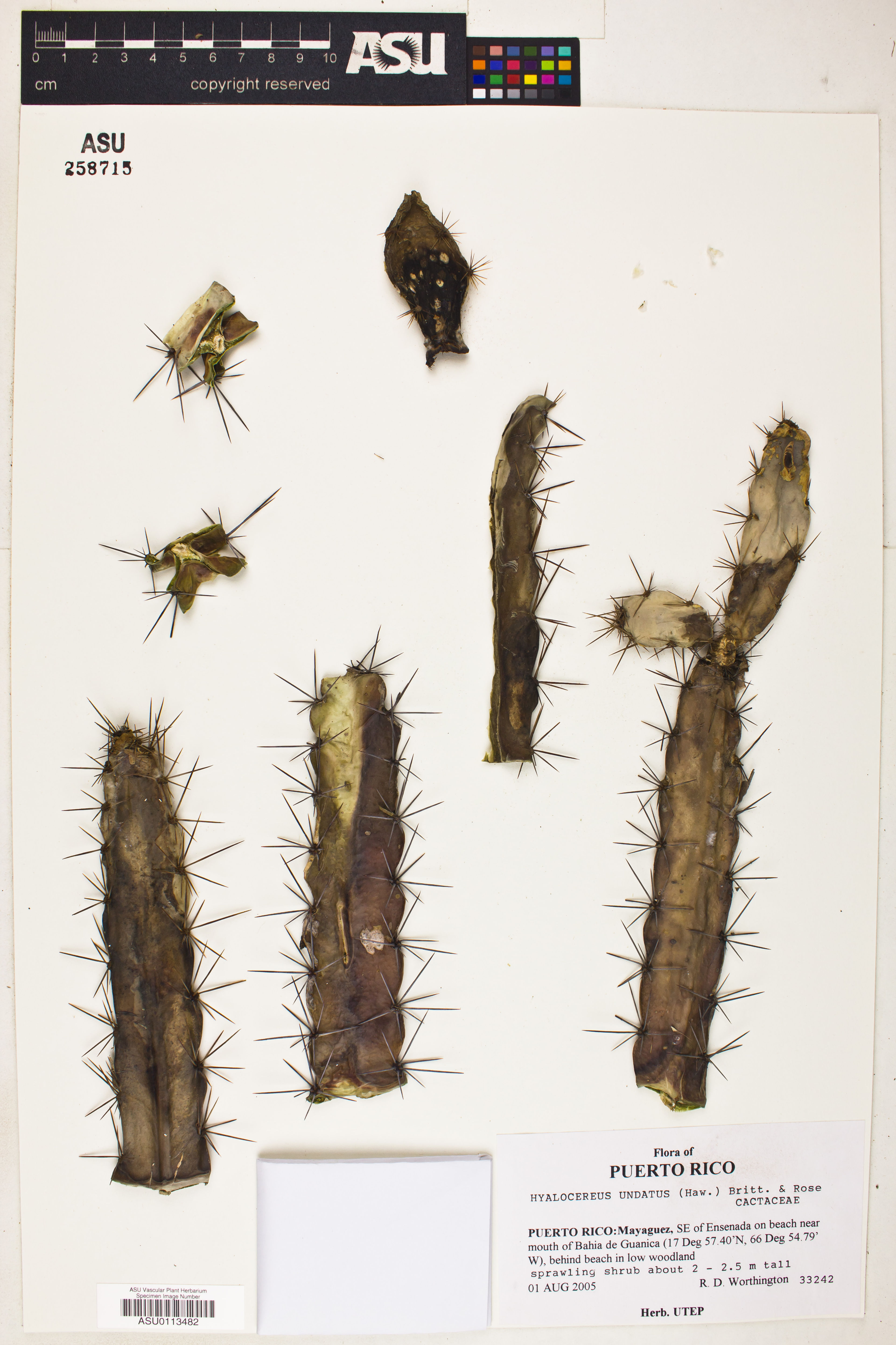 Hylocereus undatus - 30