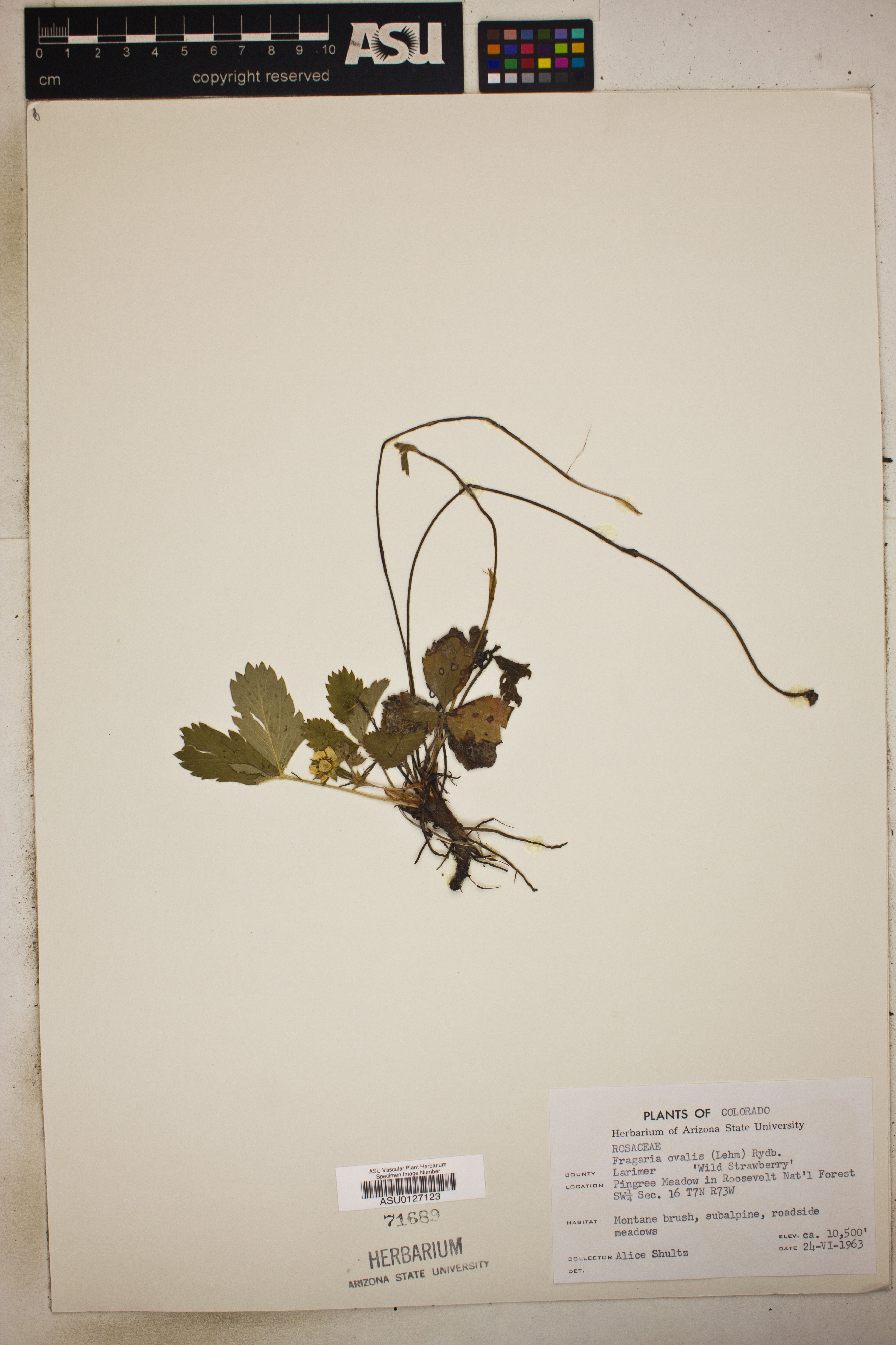 Fragaria ovalis - 16