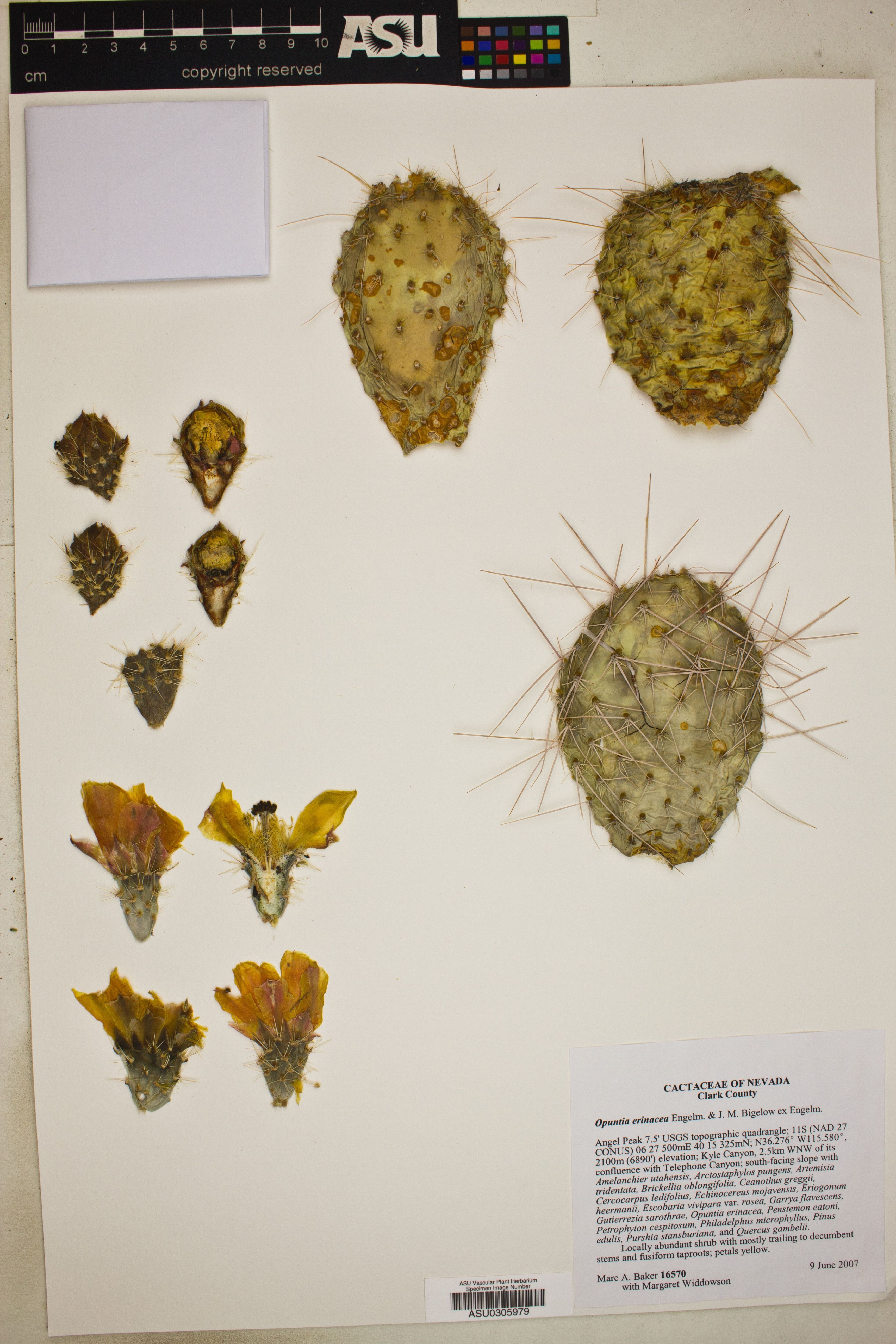 Opuntia erinacea - 30