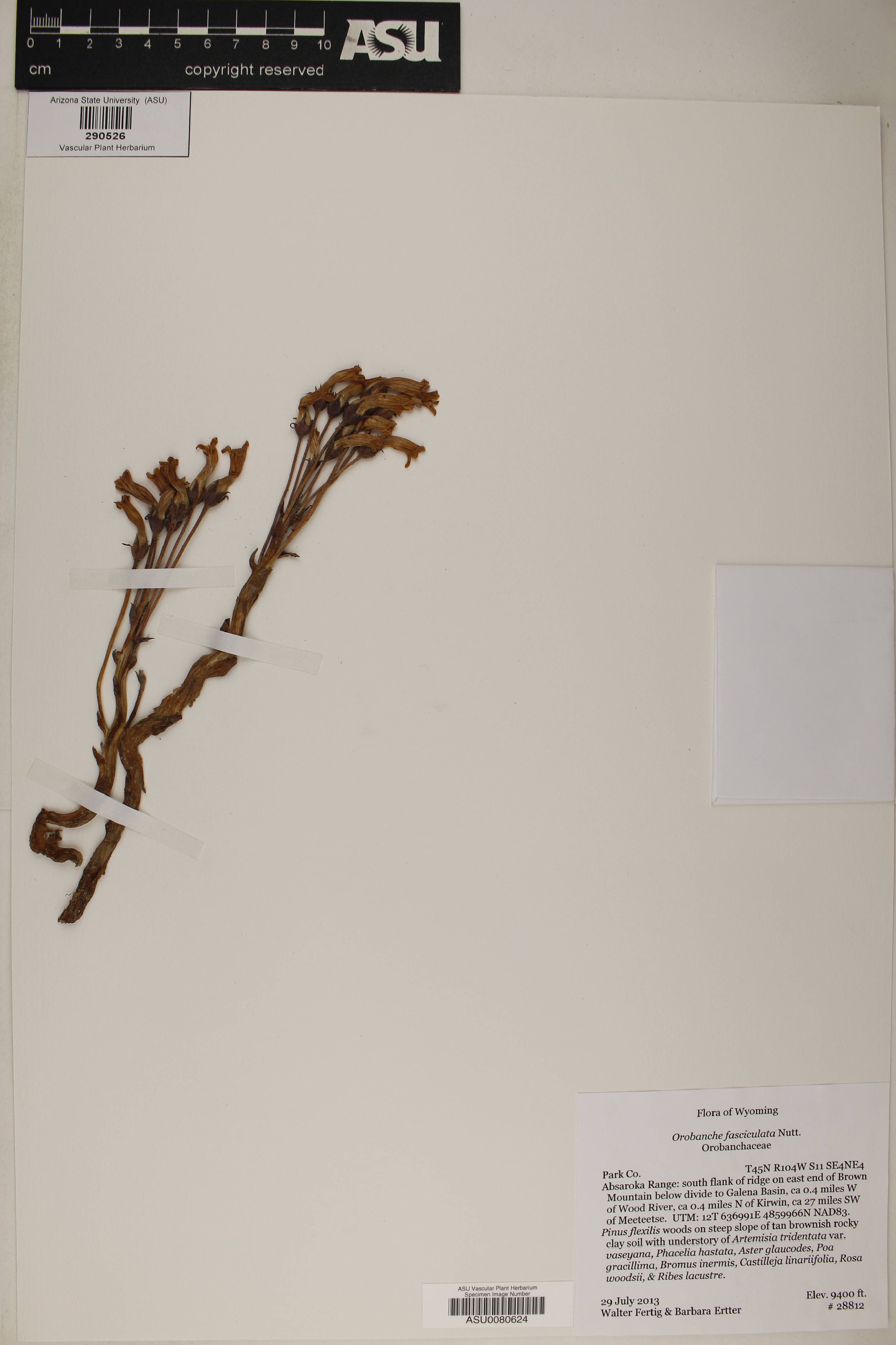 Orobanche fasciculata - 78