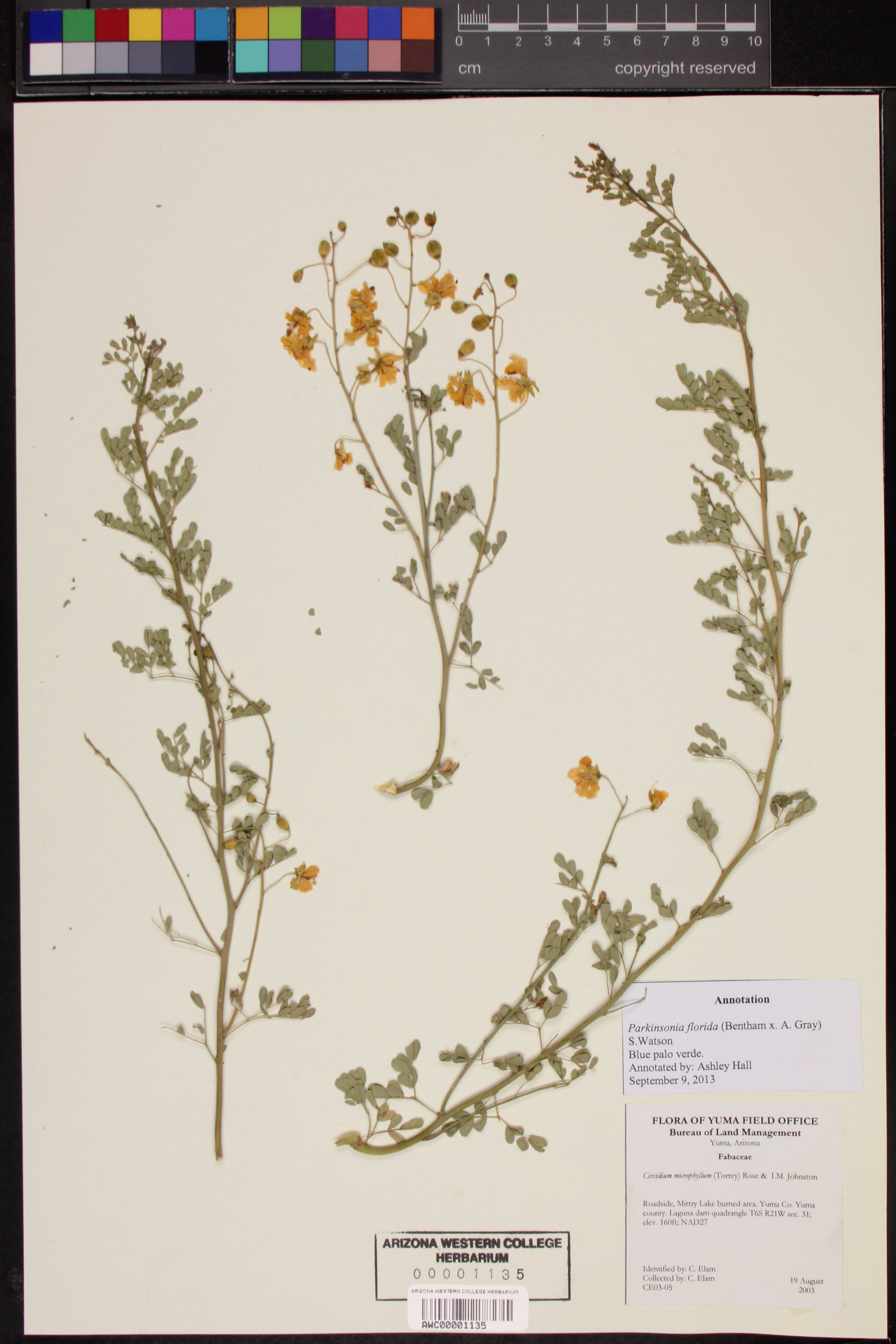 Cercidium microphyllum - 71