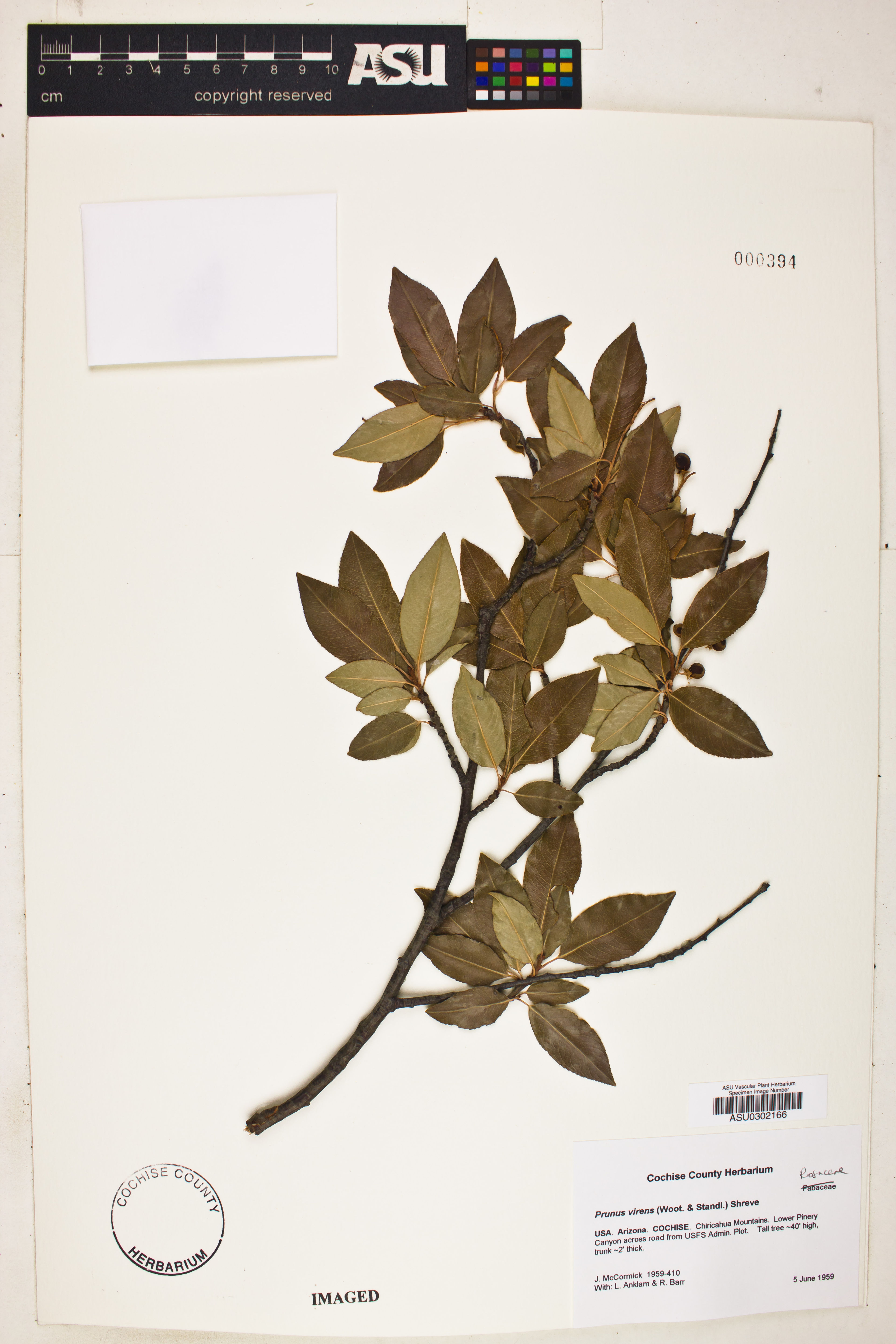 Prunus virens - 61