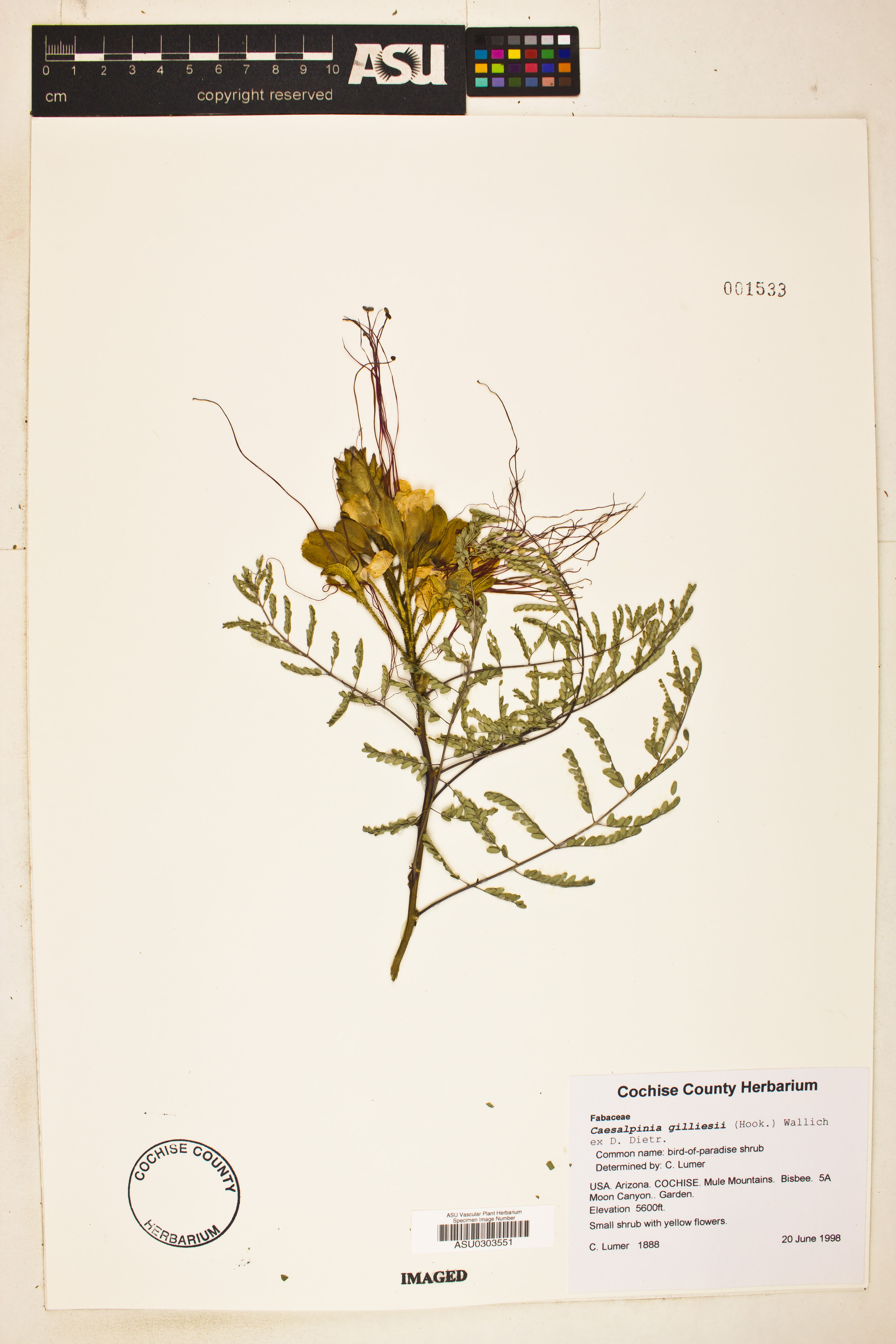 Caesalpinia gilliesii - 4
