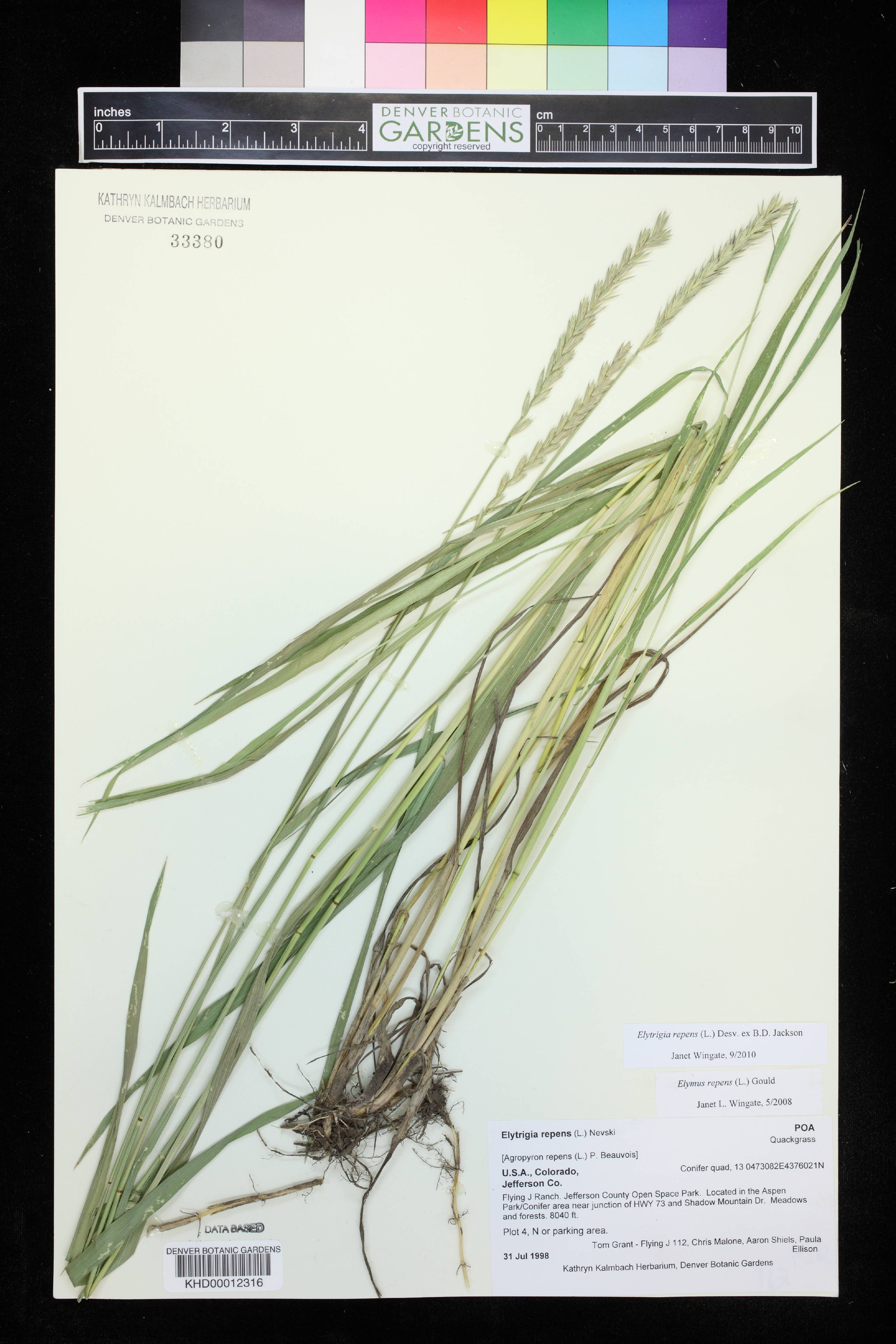 Elytrigia repens - 30