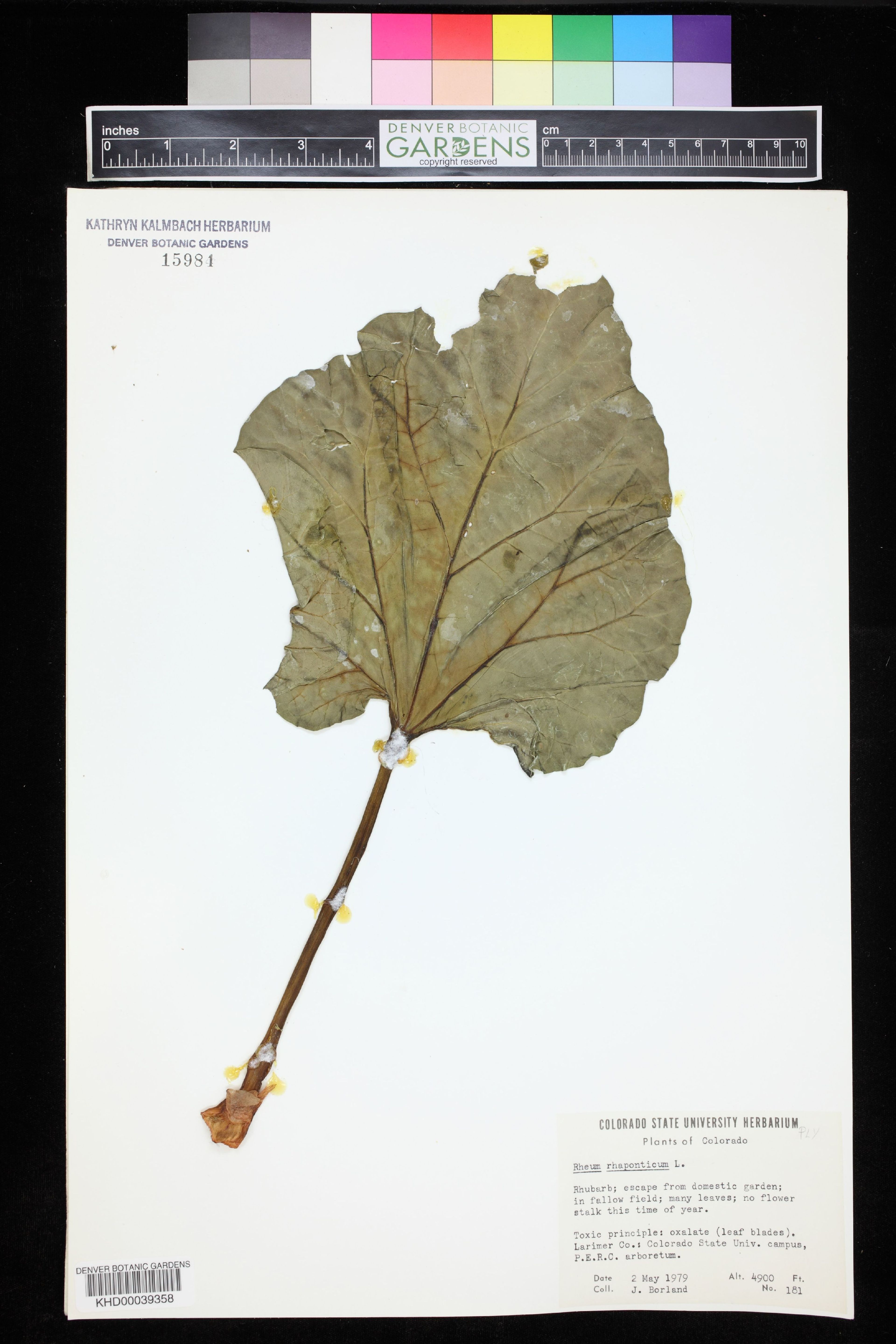 Rheum rhaponticum - 40