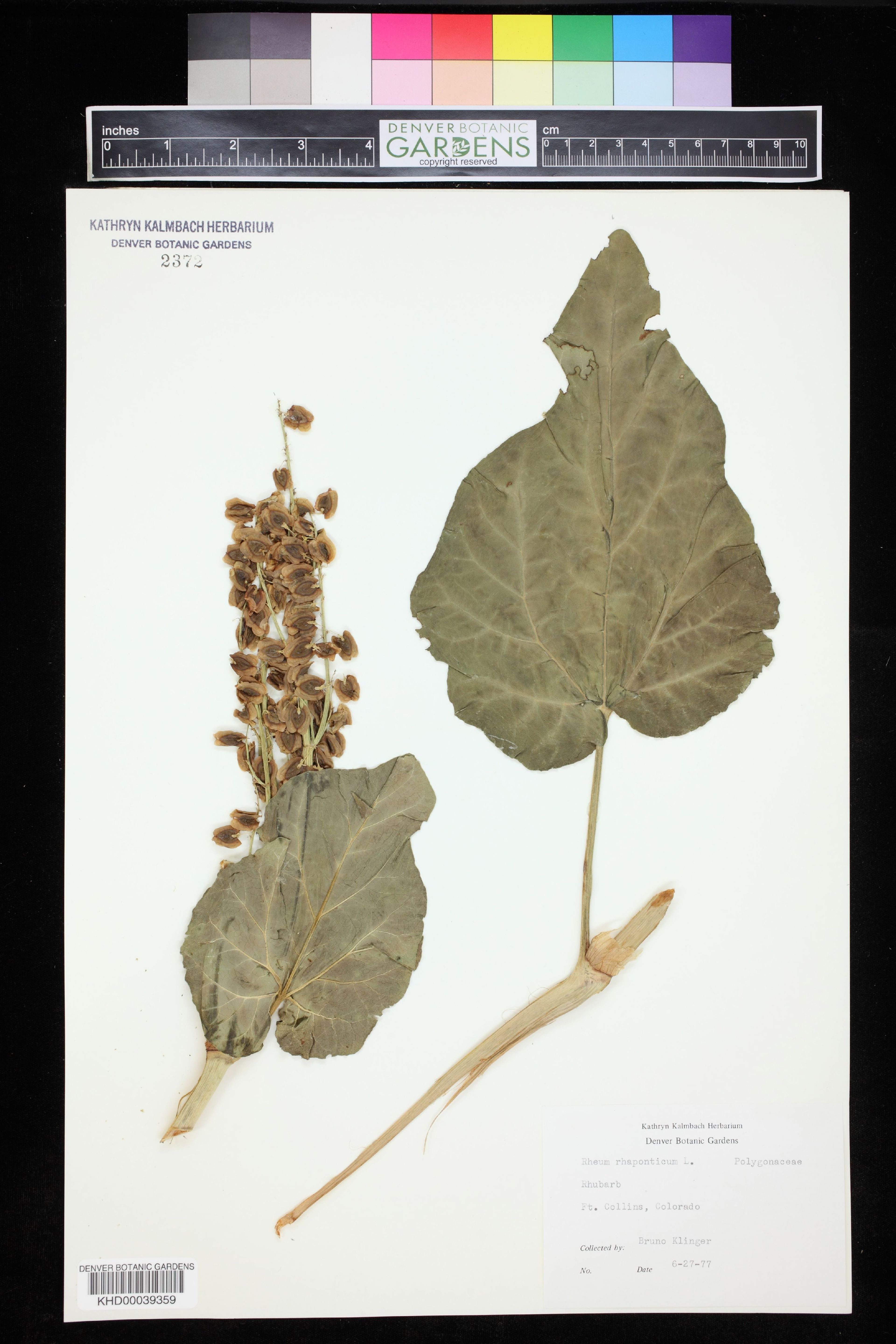 Rheum rhaponticum - 52