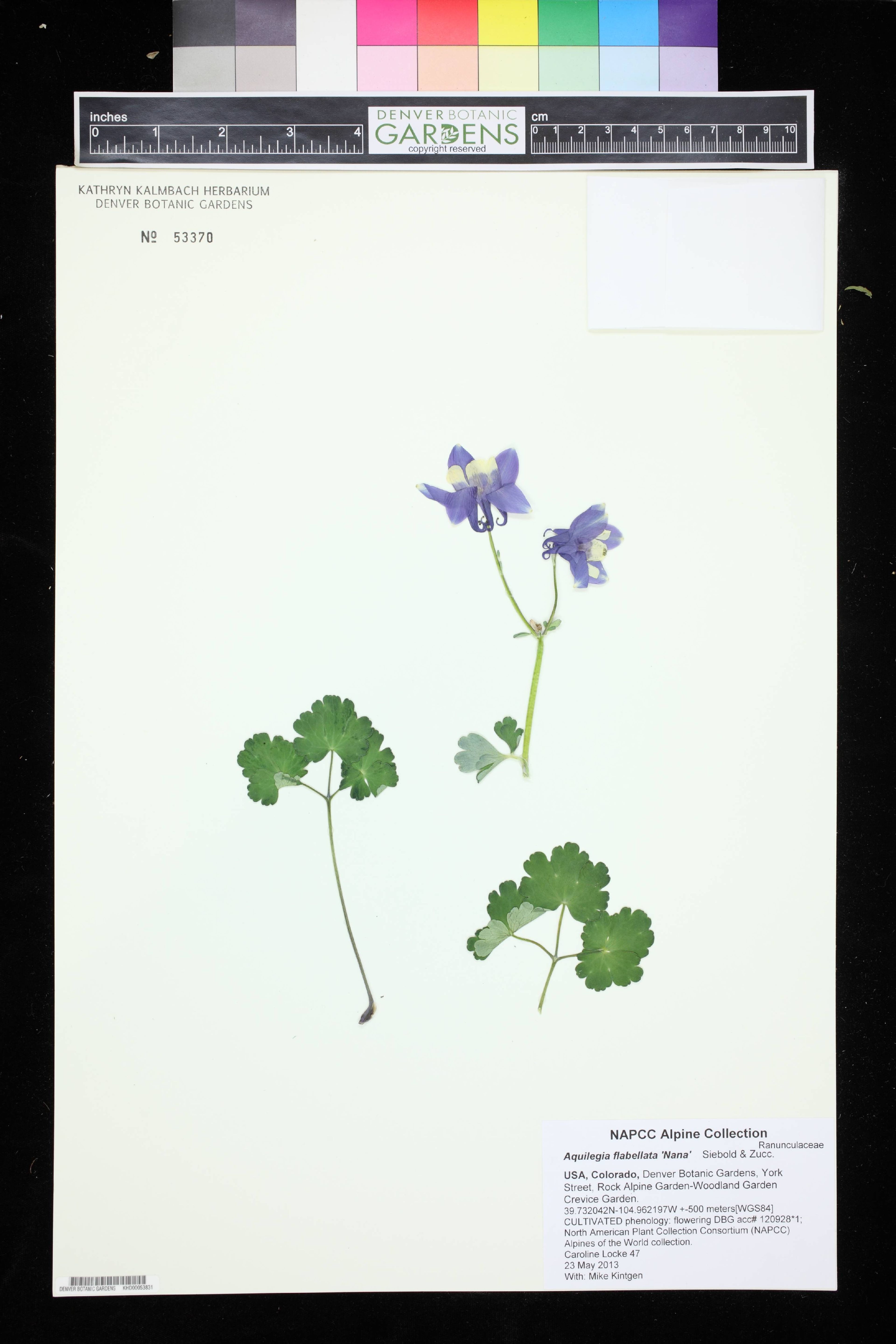 Aquilegia flabellata - 48