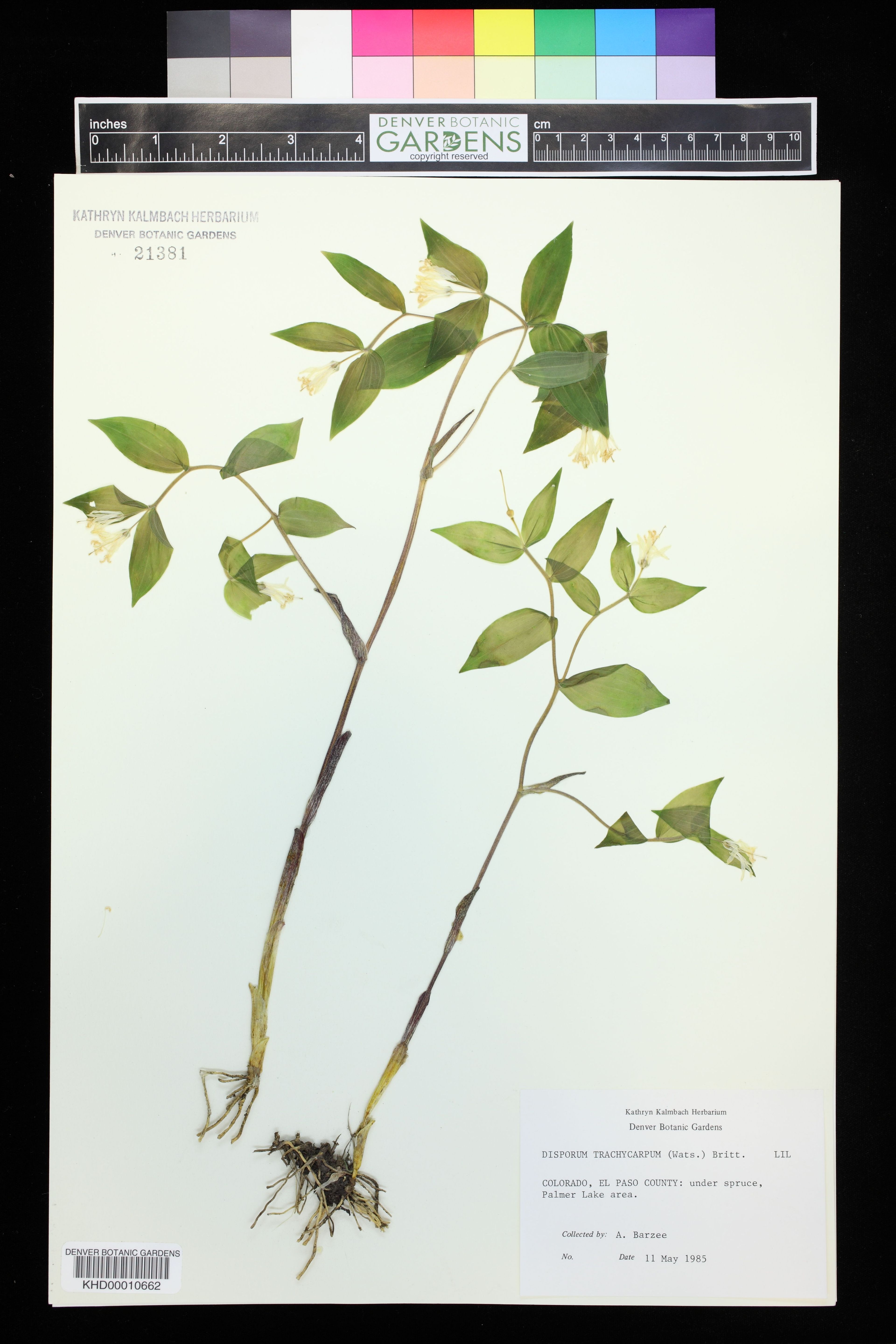 Disporum trachycarpum - 68