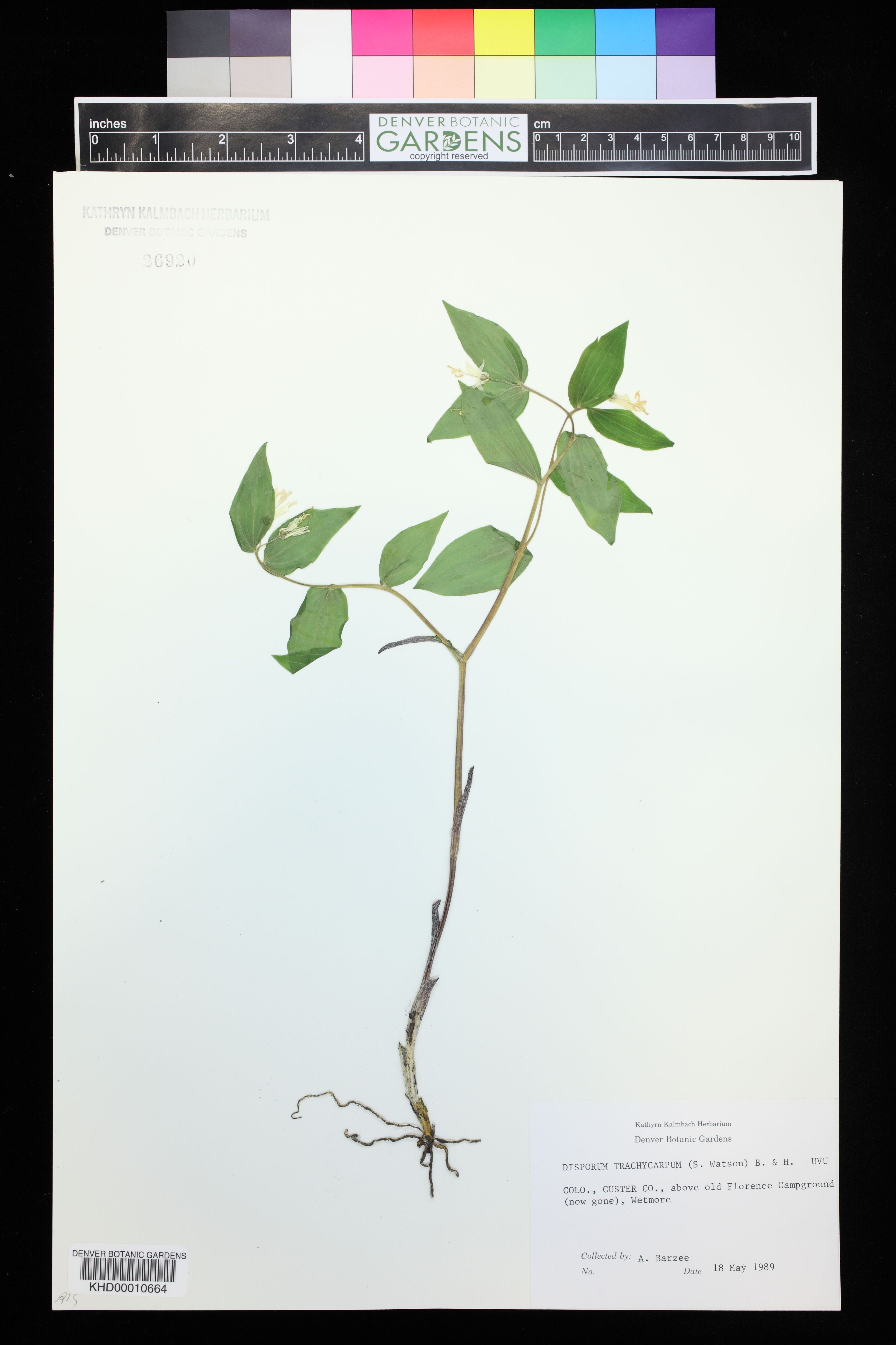 Disporum trachycarpum - 21