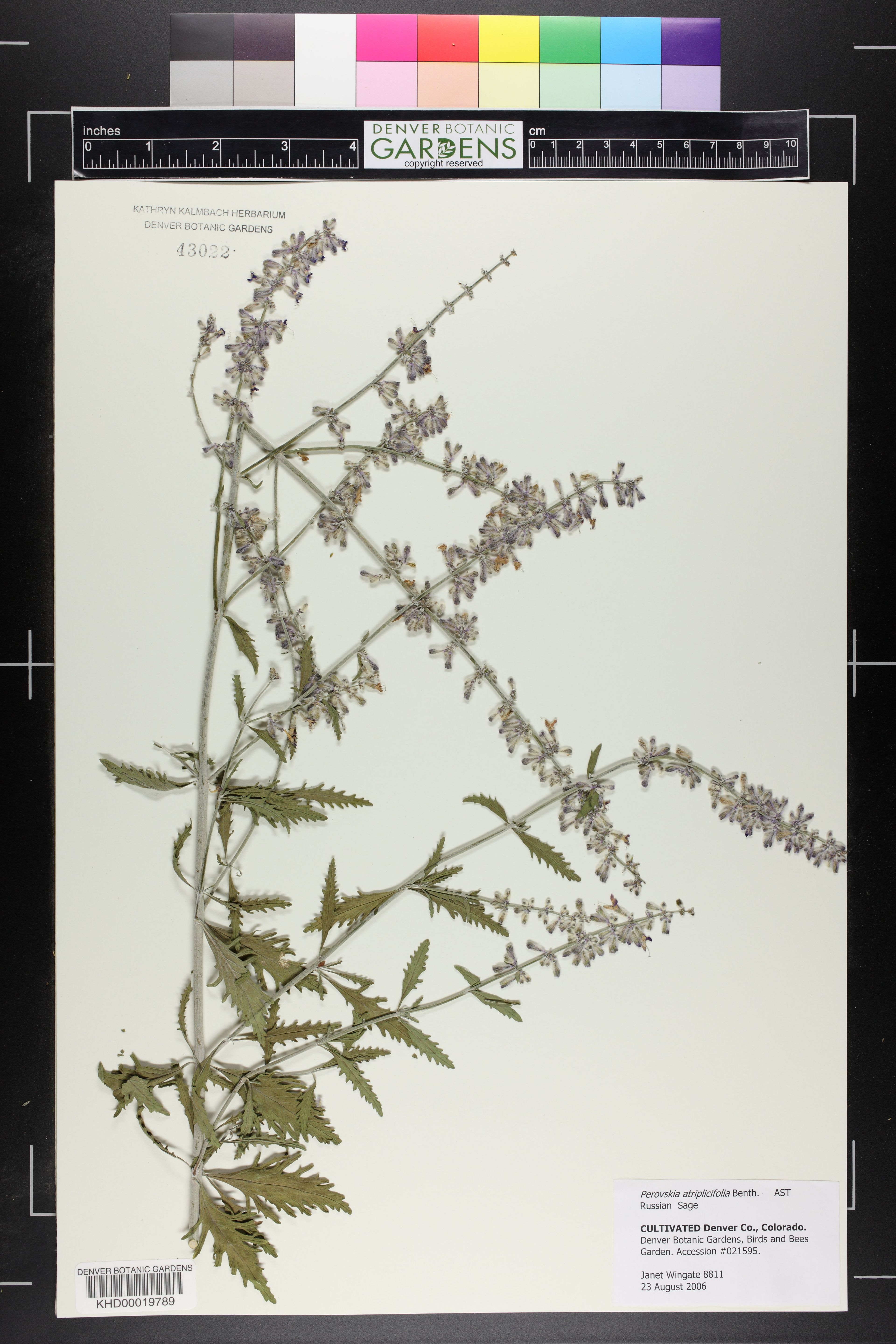 Perovskia atriplicifolia - 52