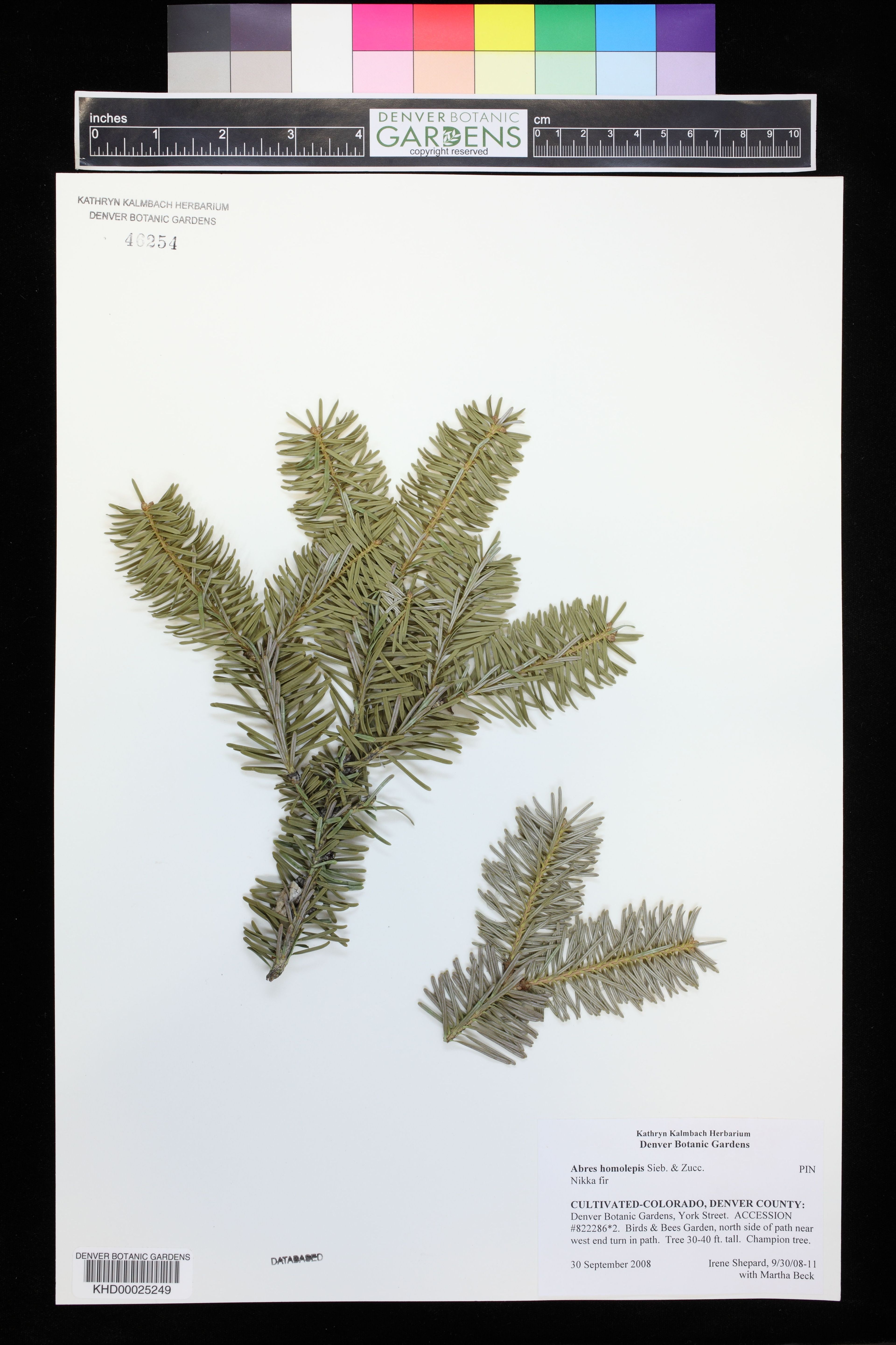 Abies homolepis - 127