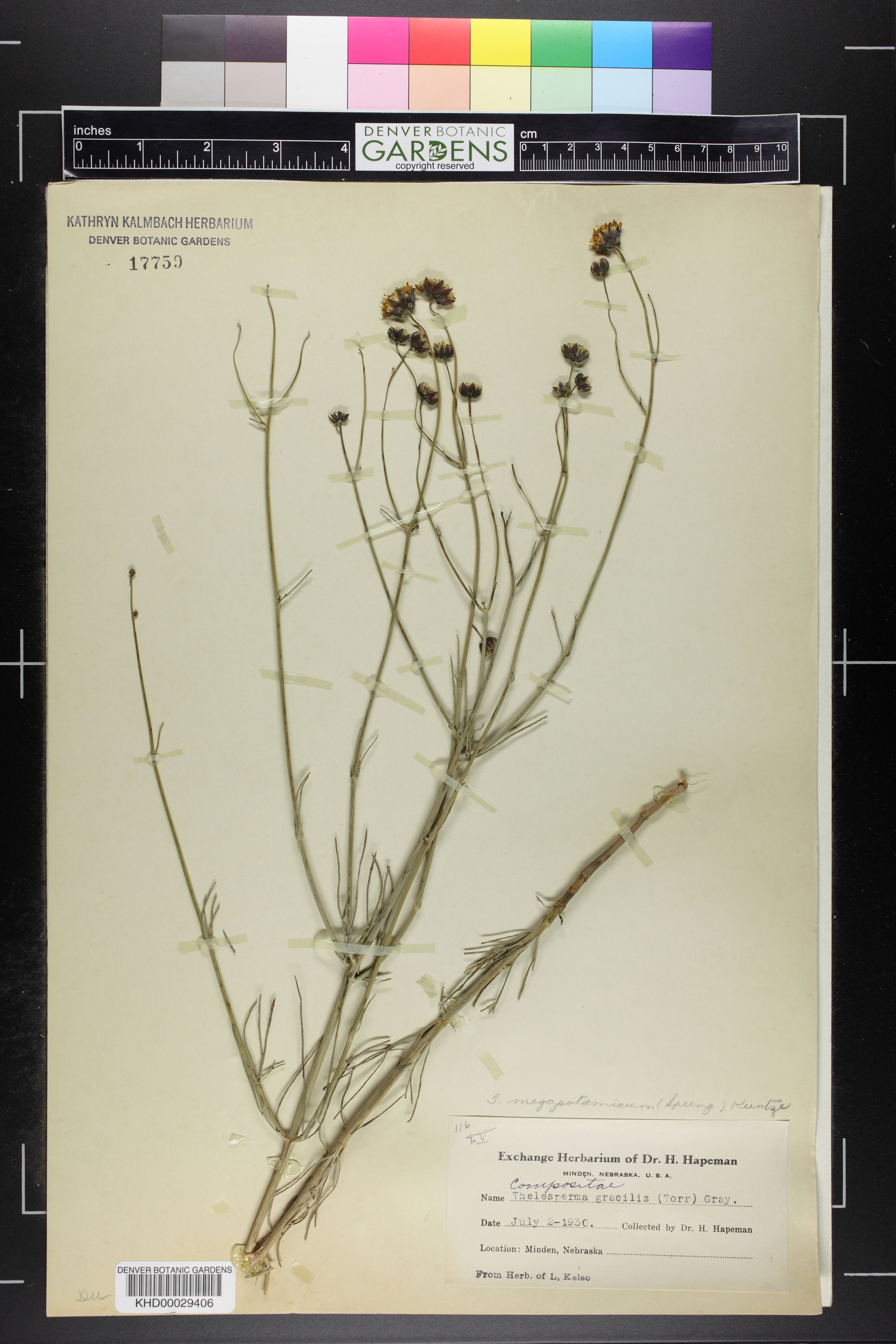 Thelesperma gracile - 48