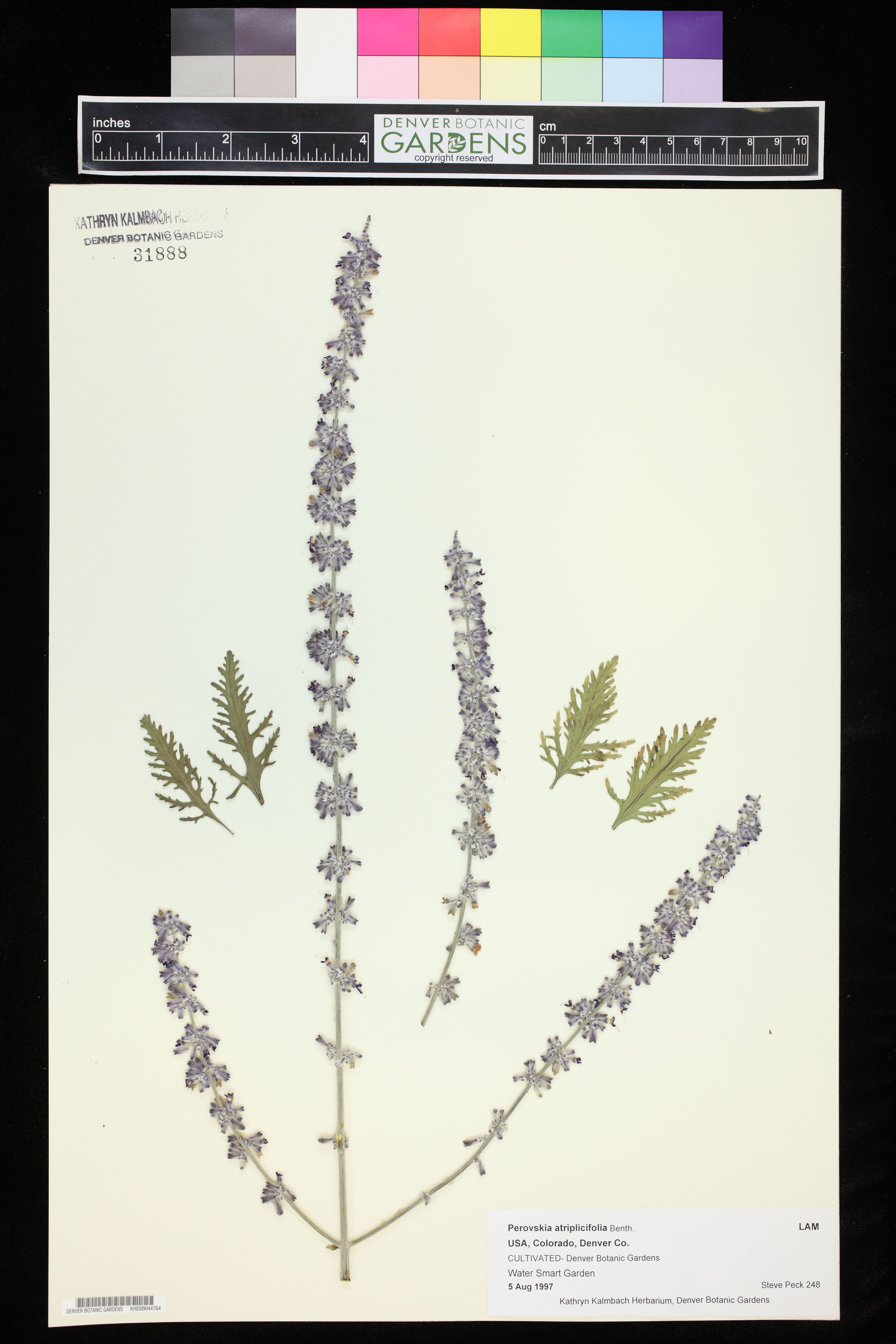Perovskia atriplicifolia - 68
