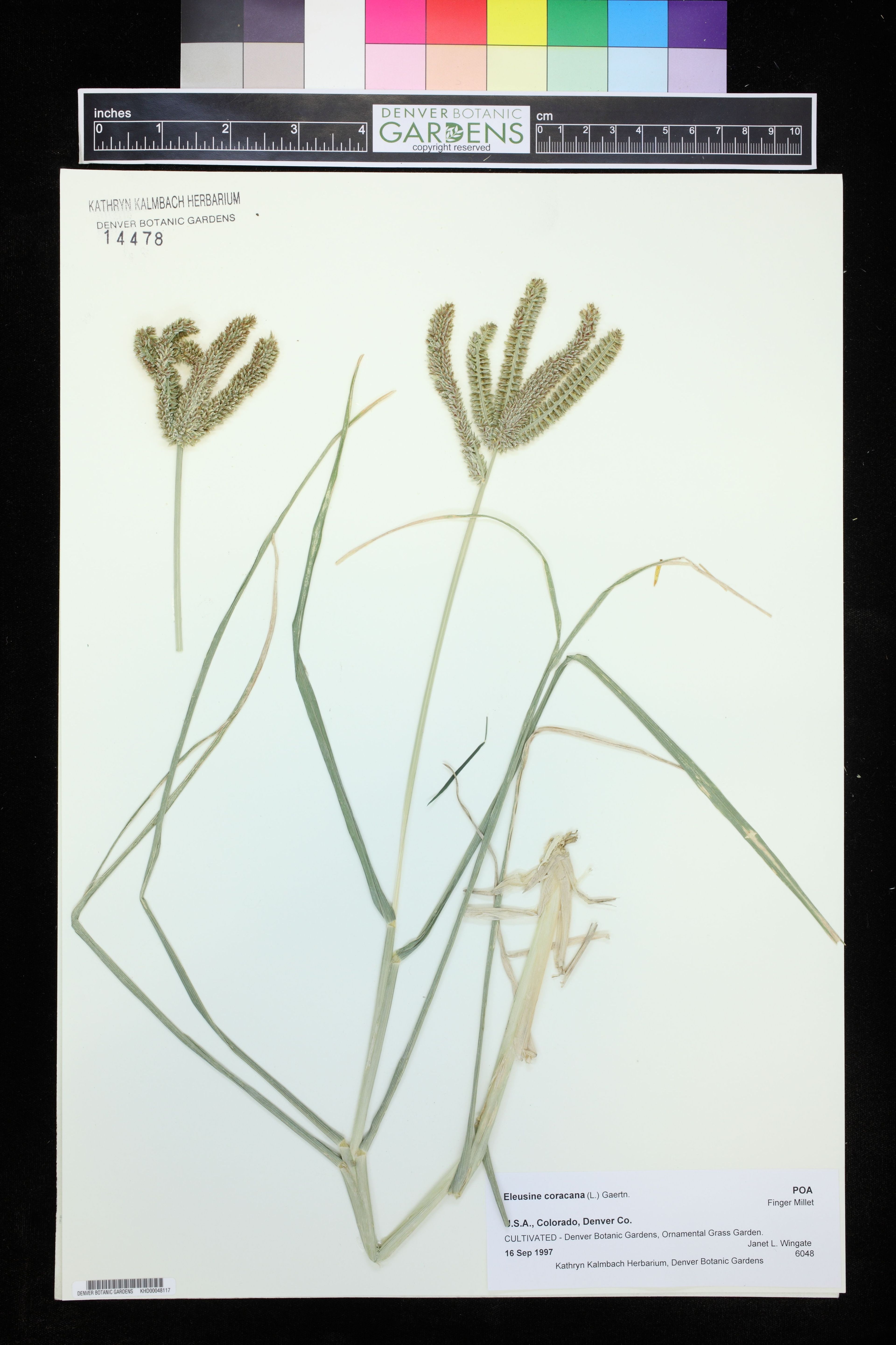 Eleusine coracana - 42
