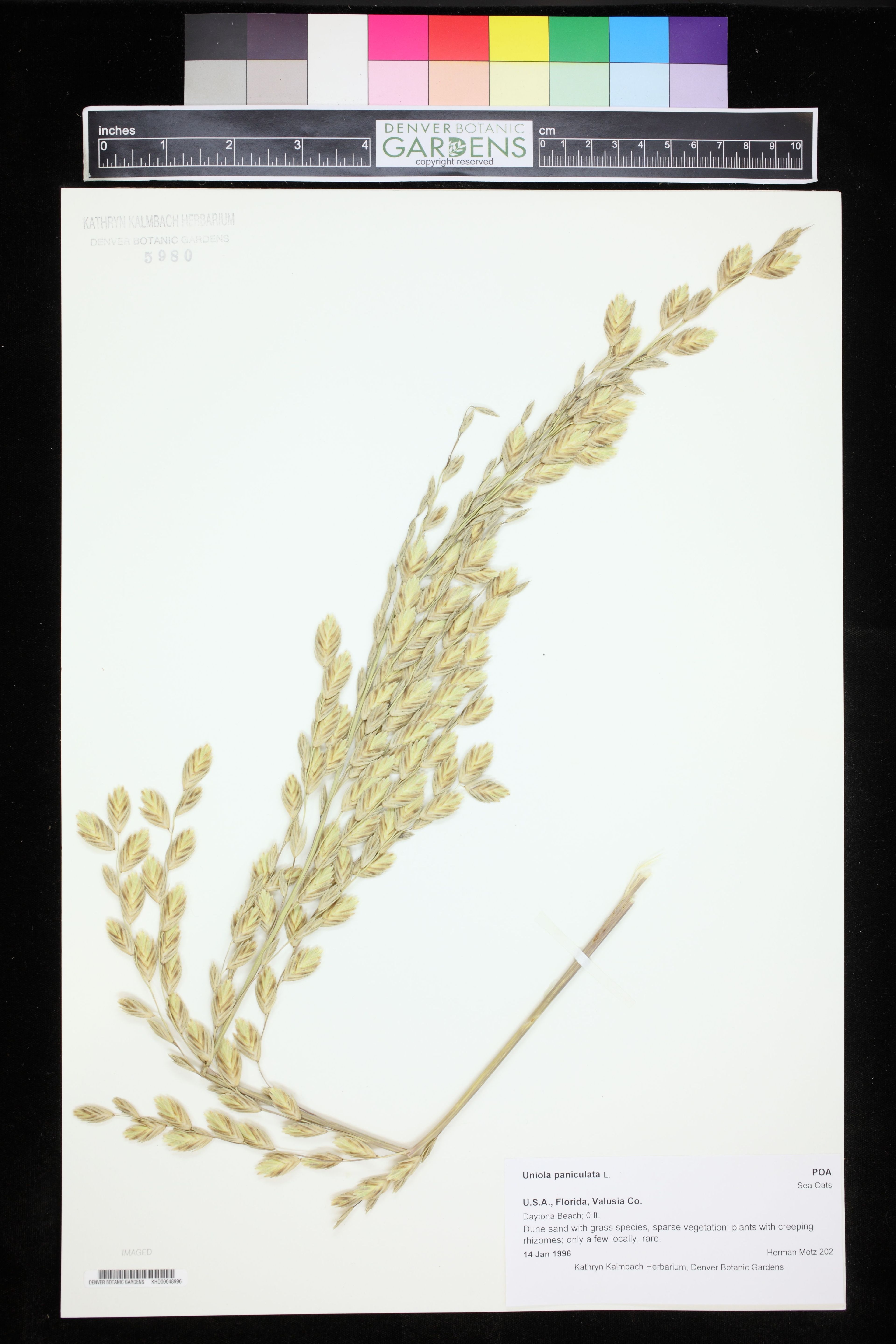 Uniola paniculata - 31