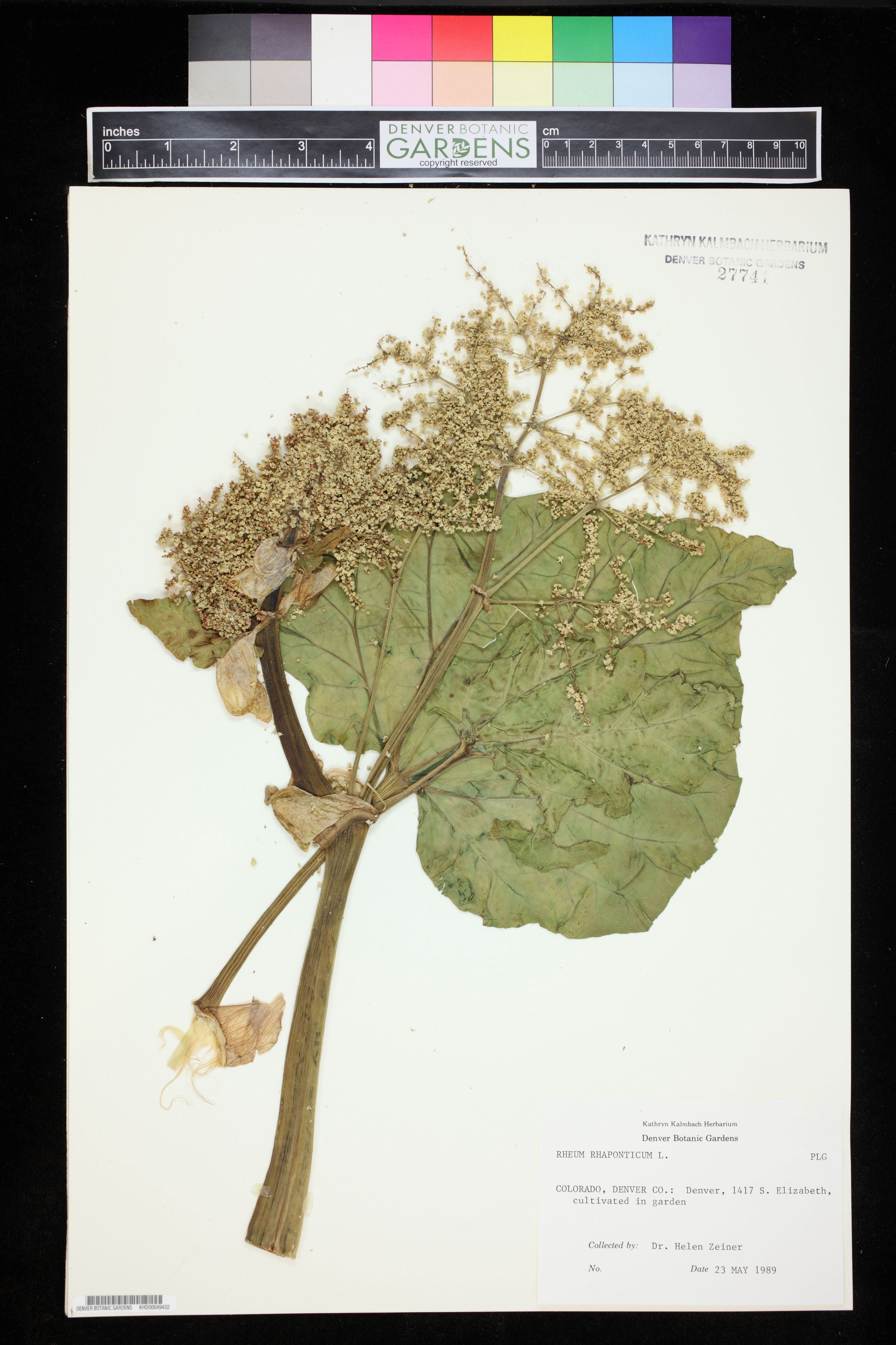 Rheum rhaponticum - 49