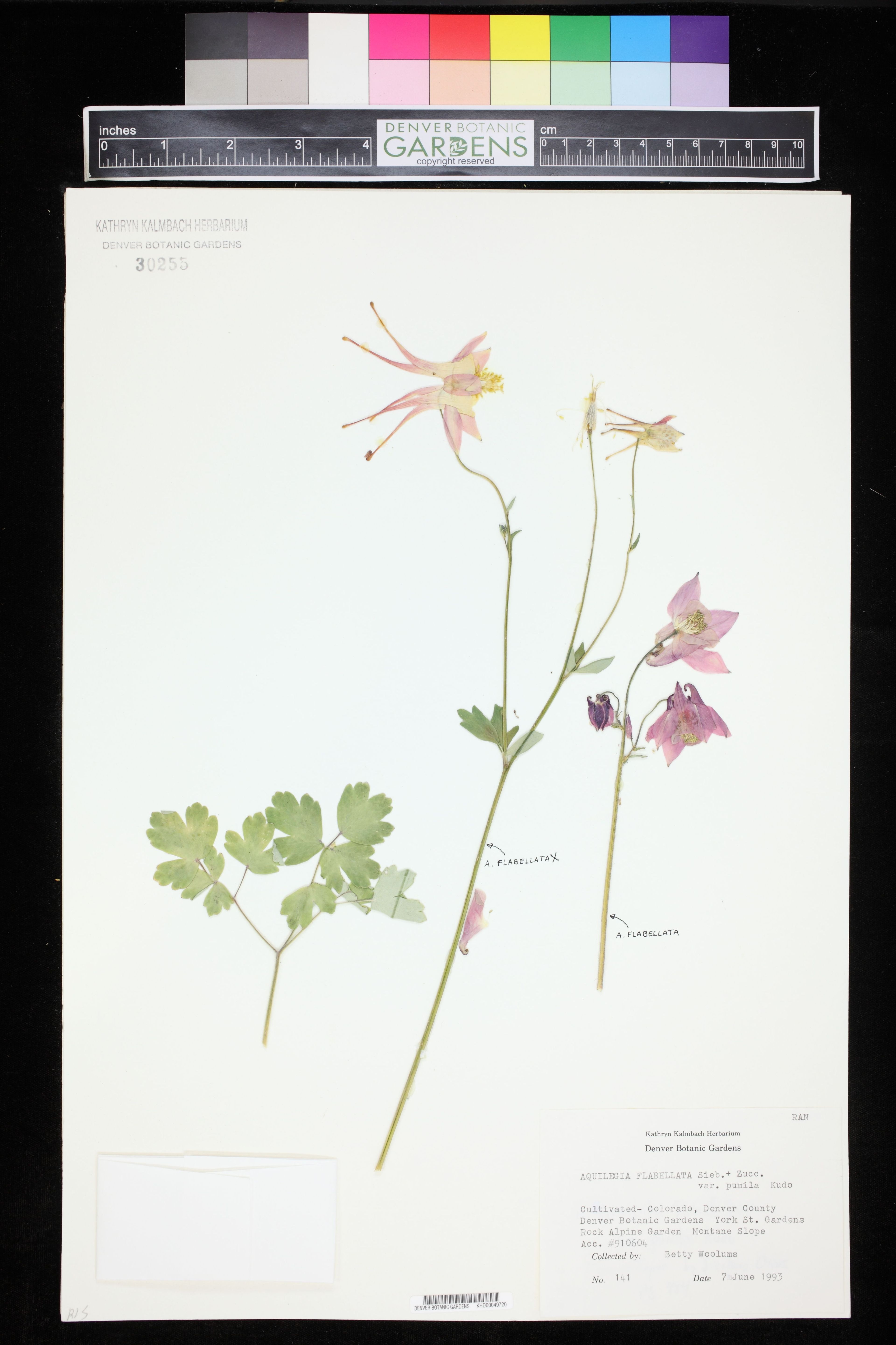 Aquilegia flabellata - 45