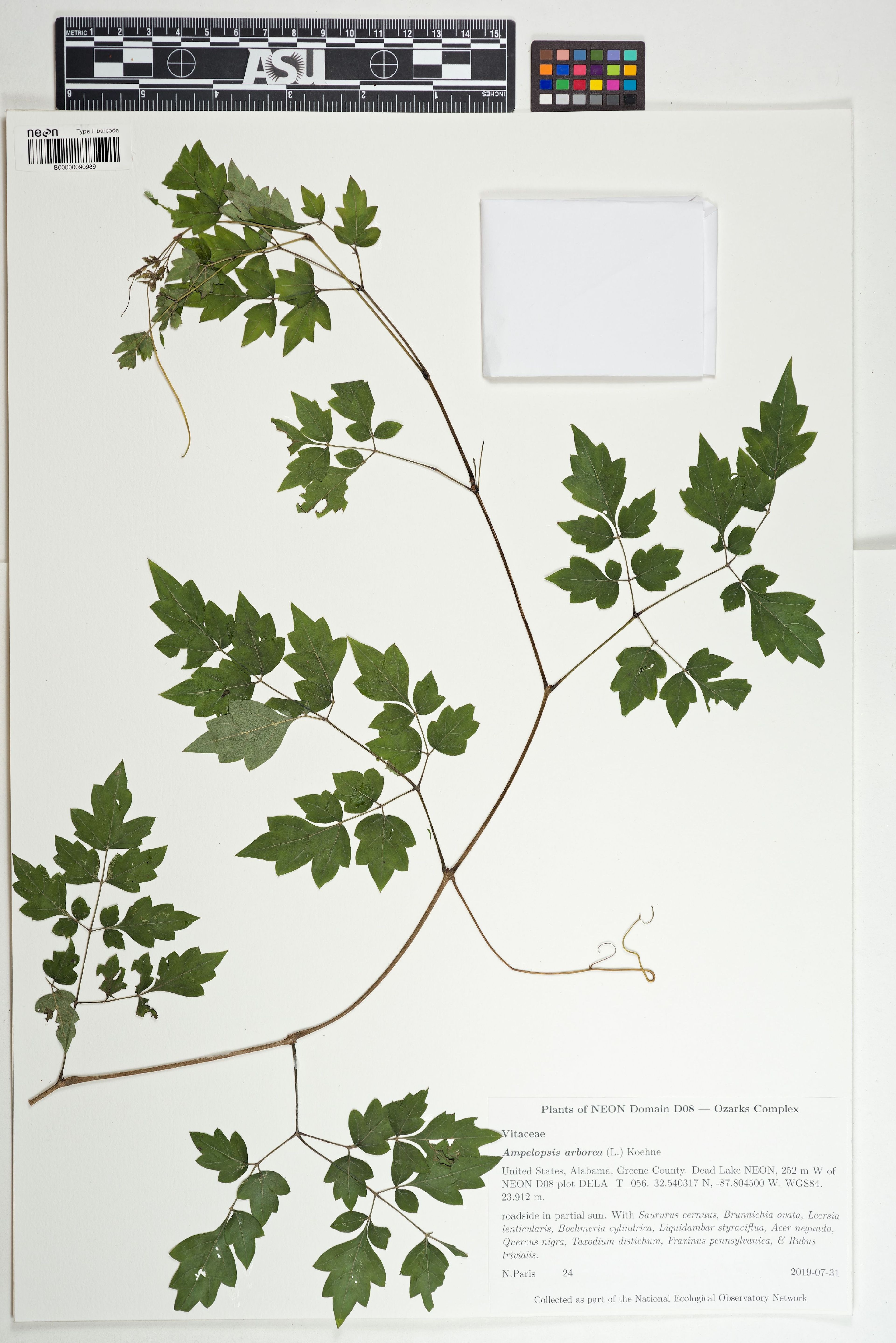 Ampelopsis arborea - 103