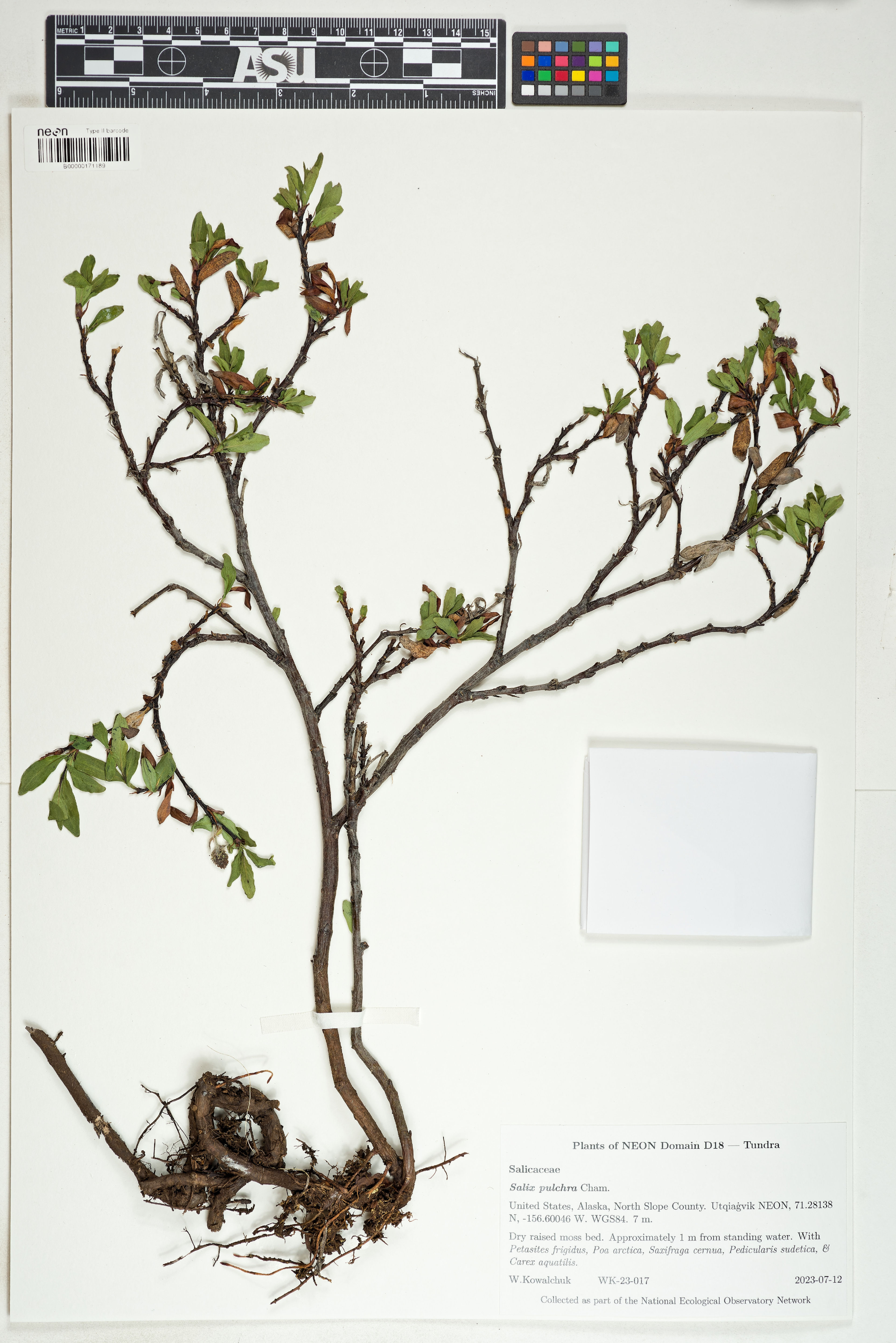 Salix pulchra - 154