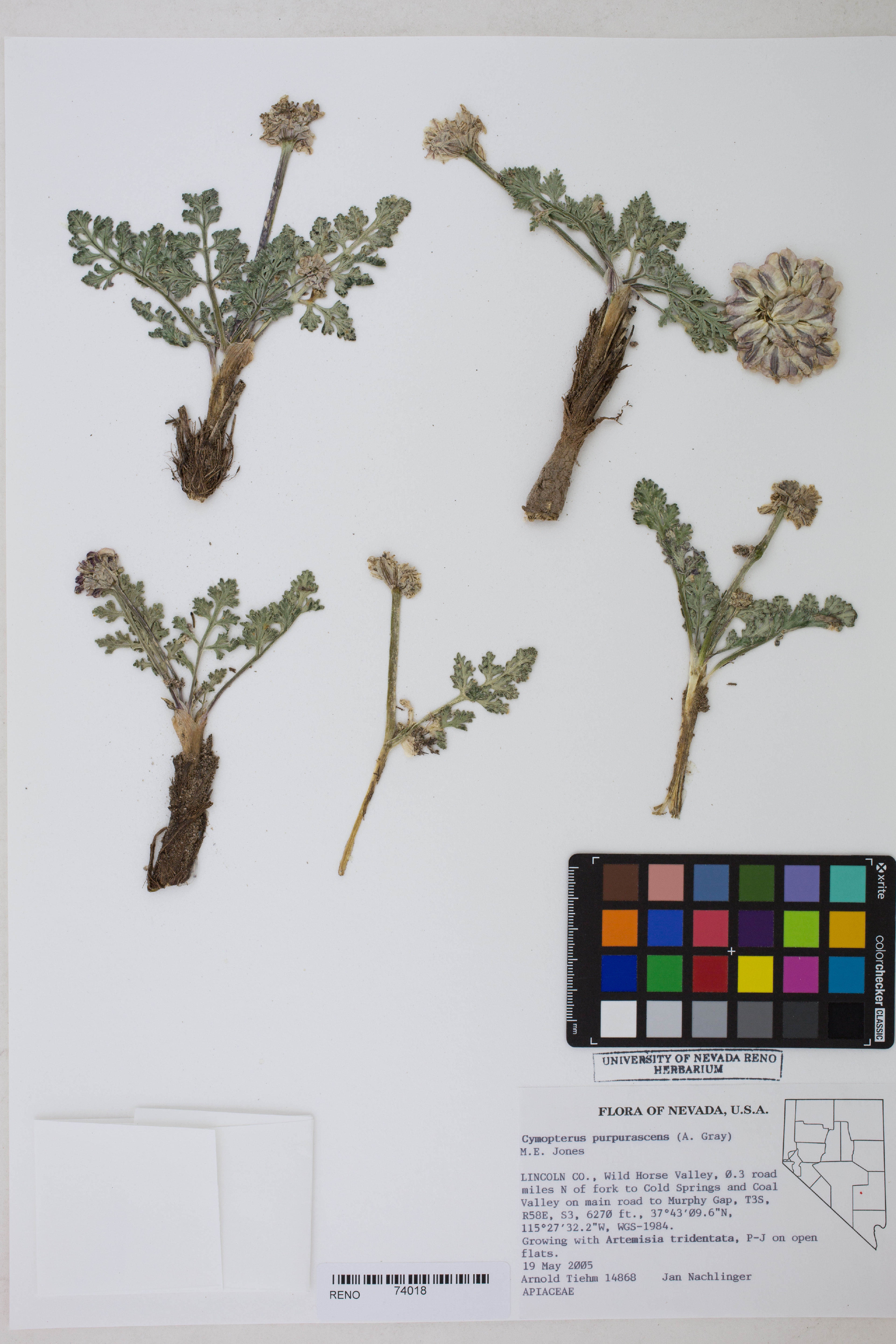 Cymopterus purpurascens - 47