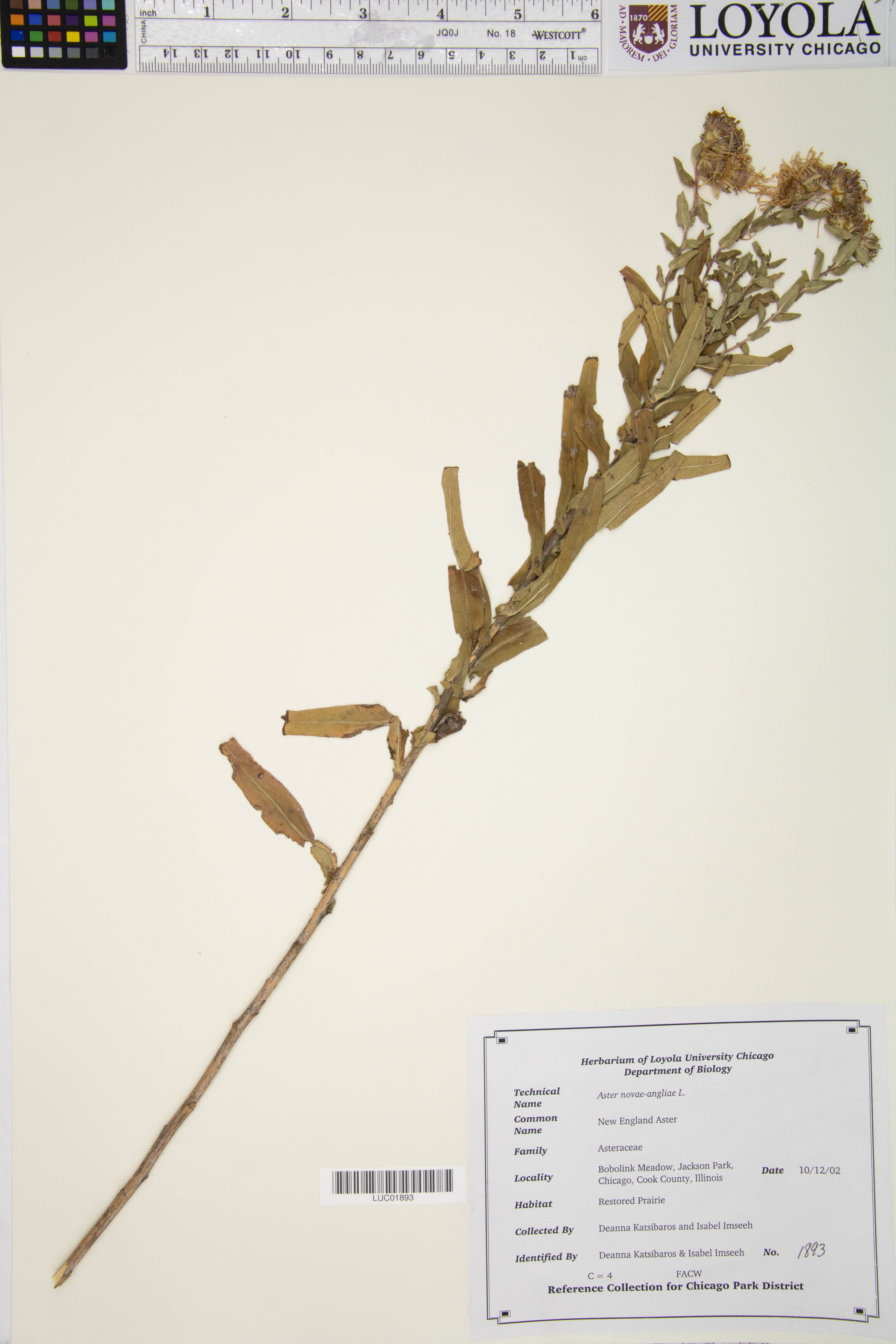 Aster novae-angliae - 84