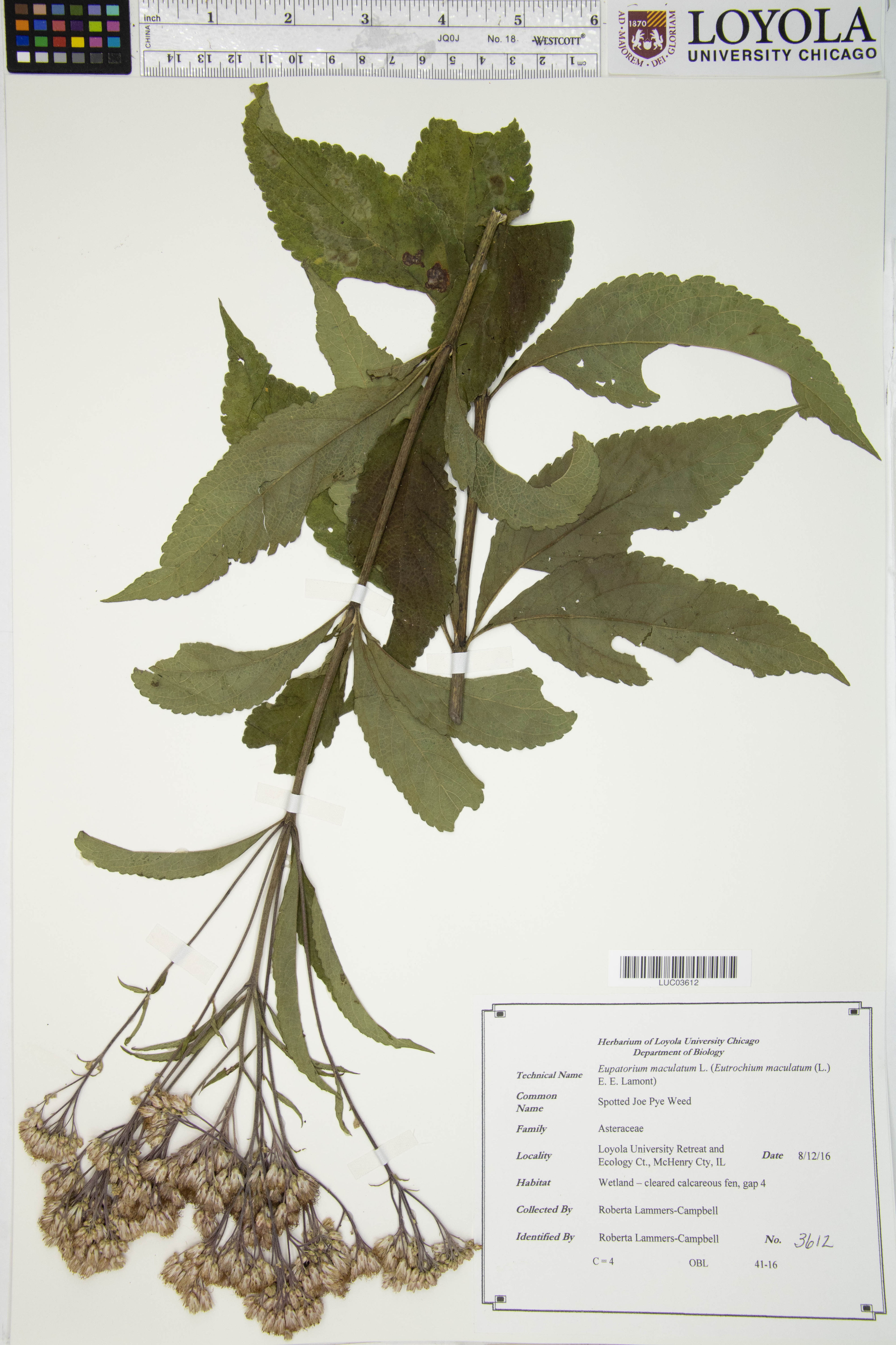 Eupatorium maculatum - 6