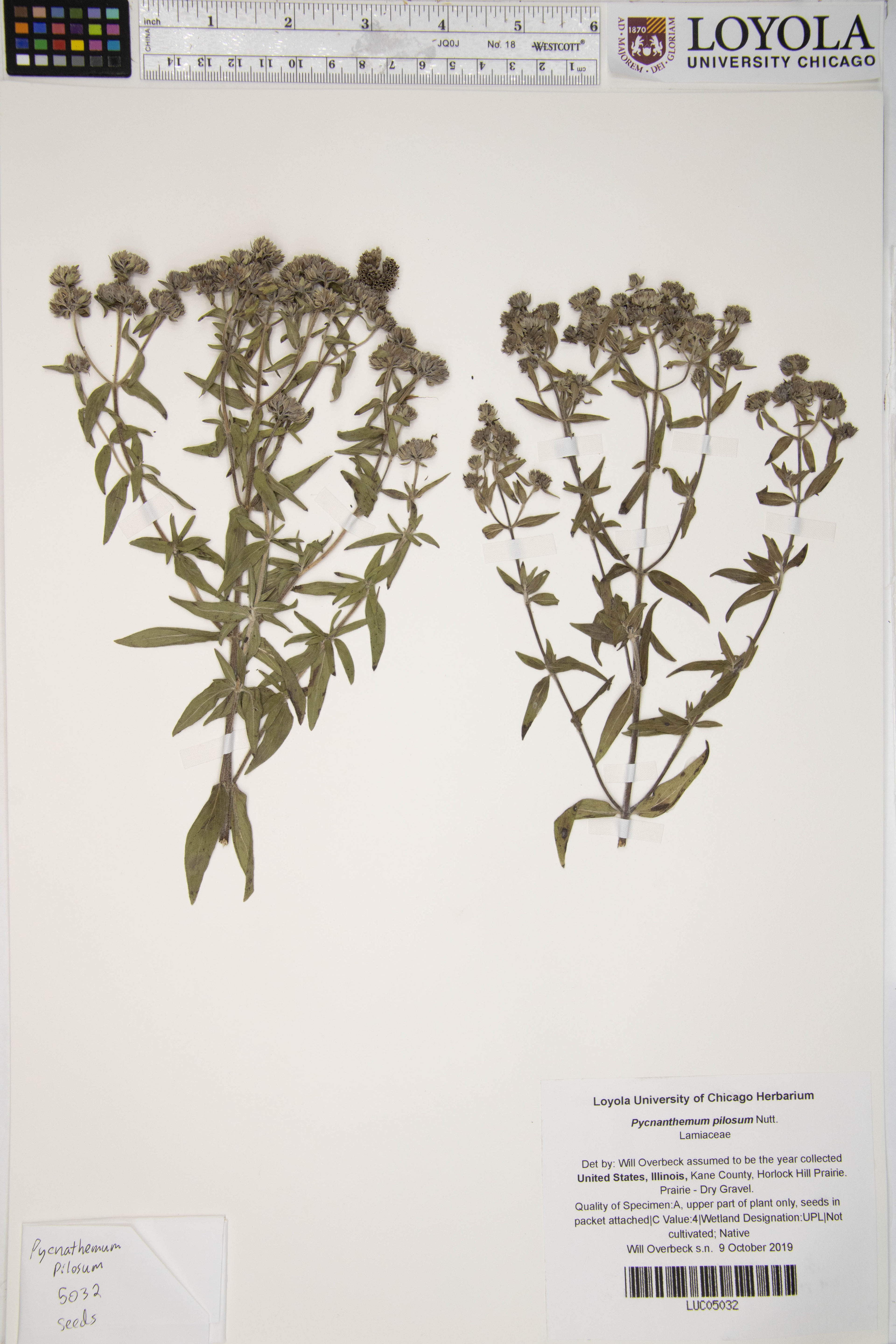 Pycnanthemum pilosum - 23