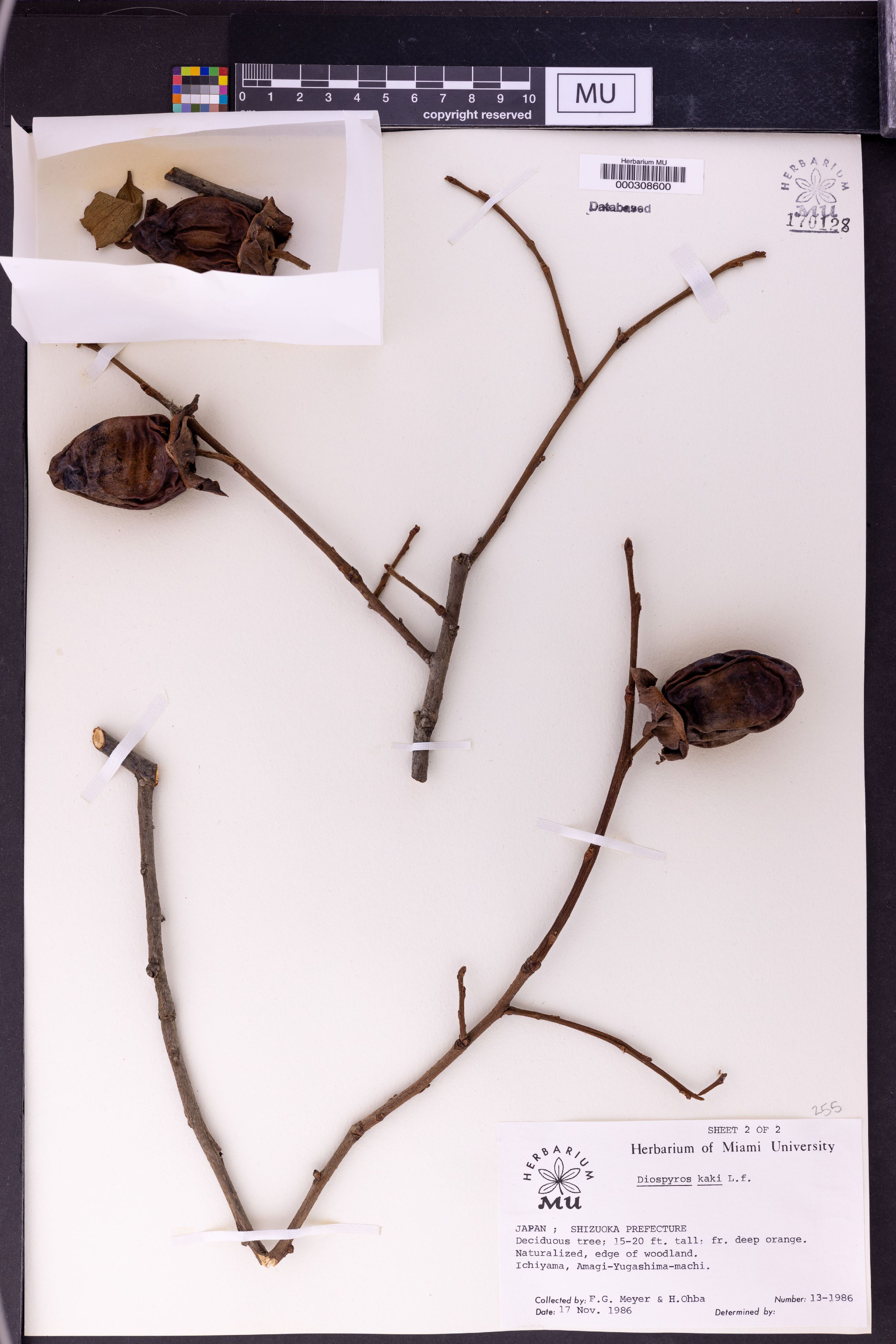 Diospyros kaki - 4