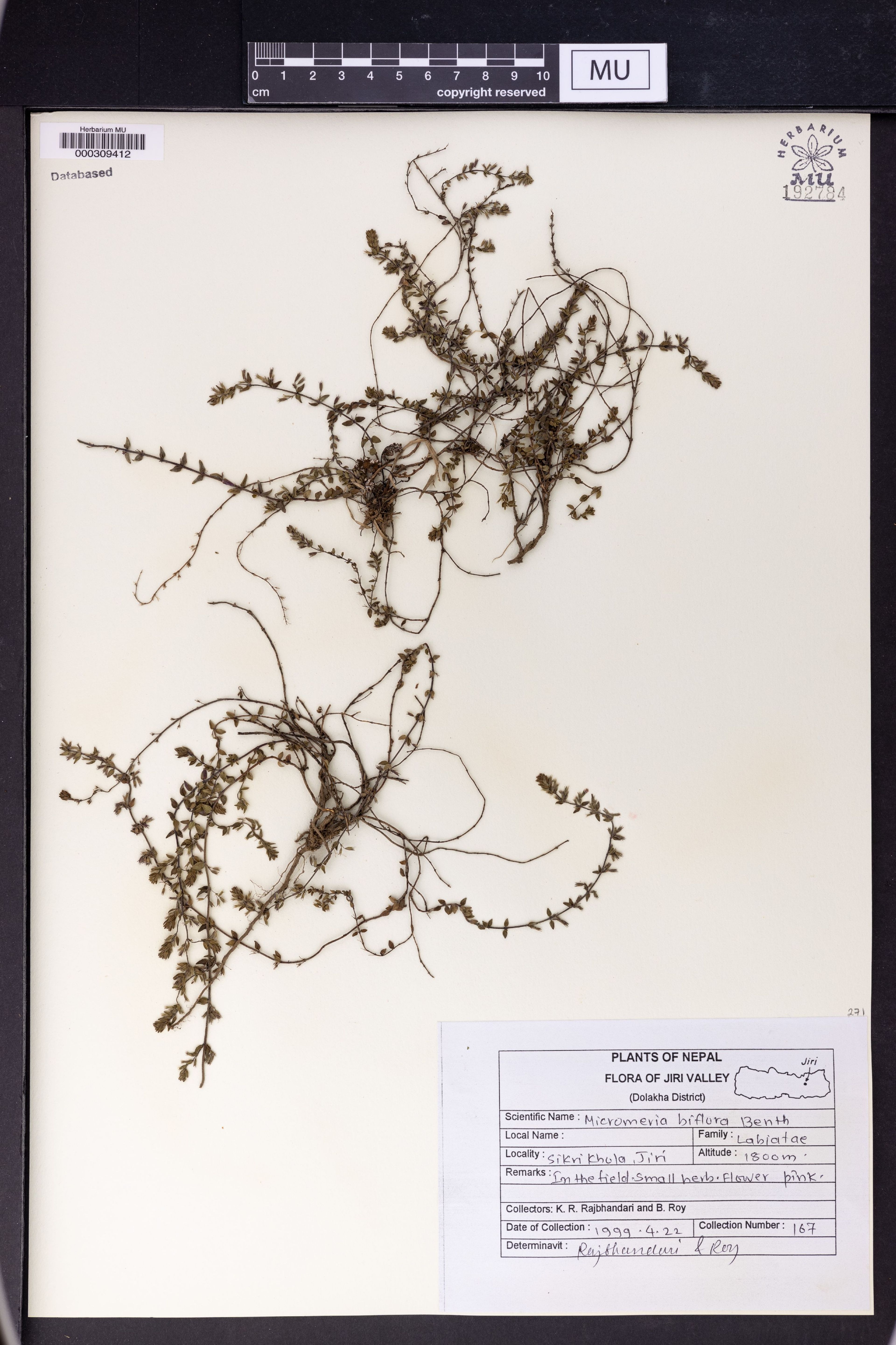 Micromeria biflora - 9