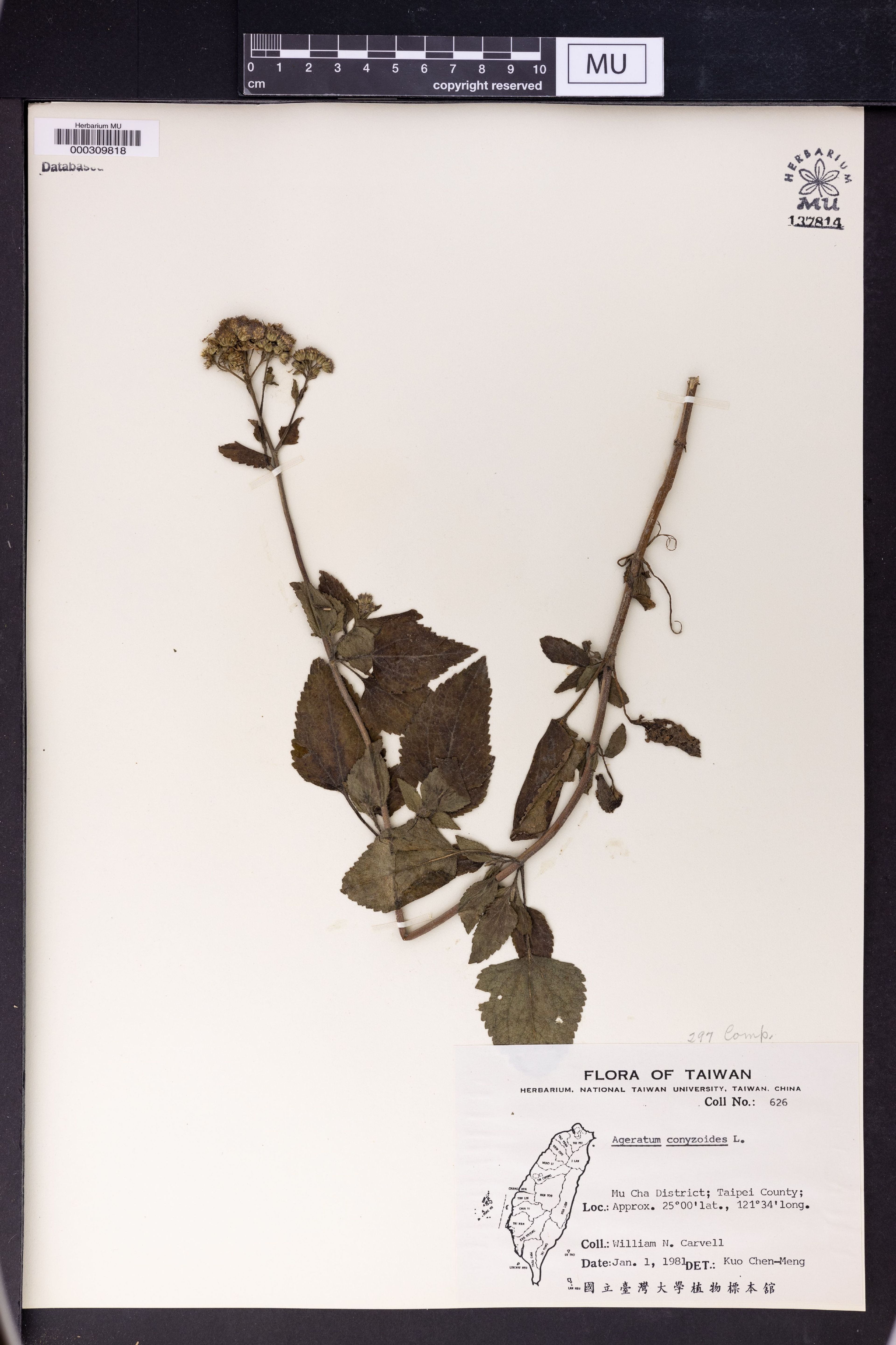 Ageratum conyzoides - 87