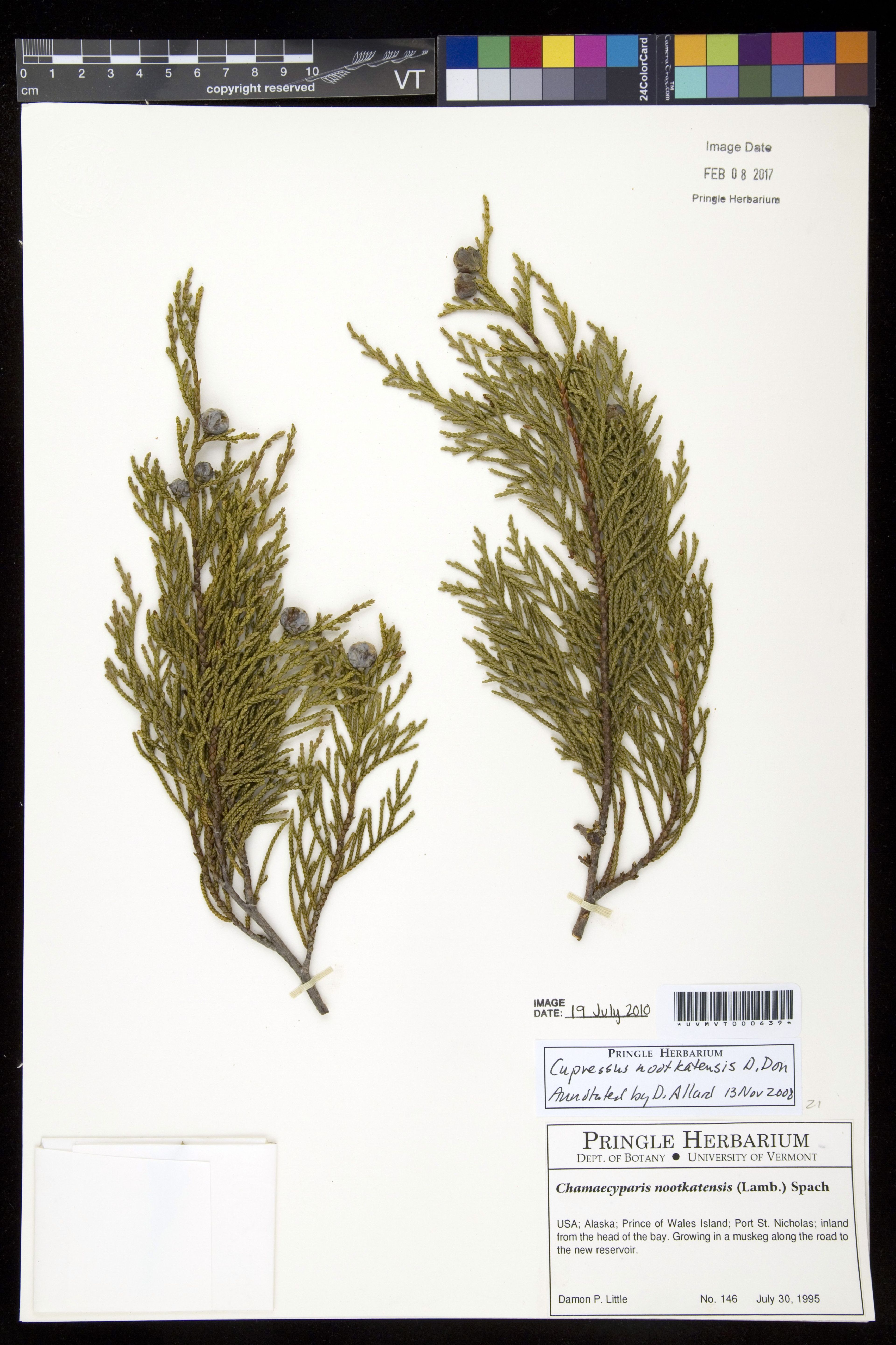 Chamaecyparis nootkatensis - 92
