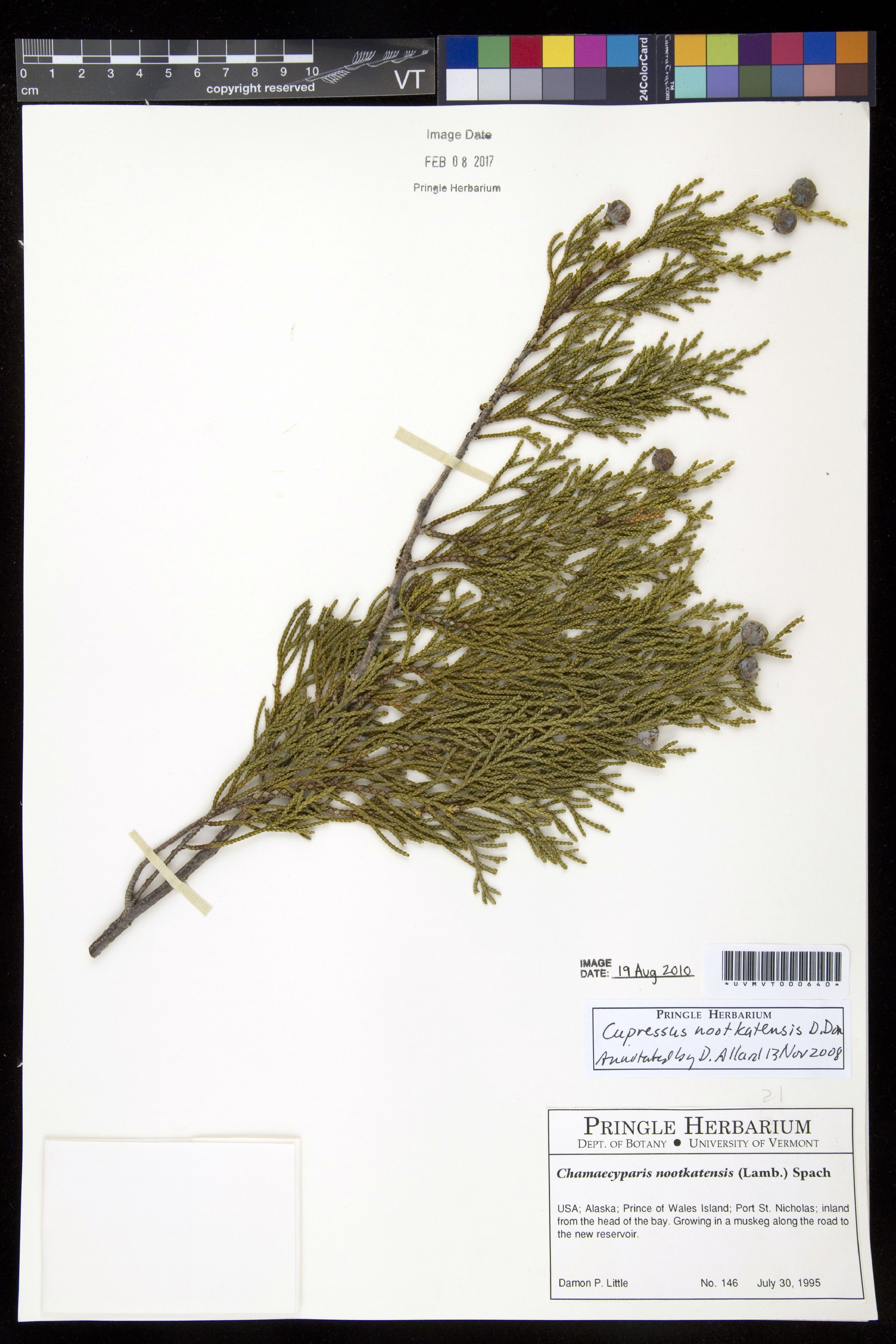 Chamaecyparis nootkatensis - 74